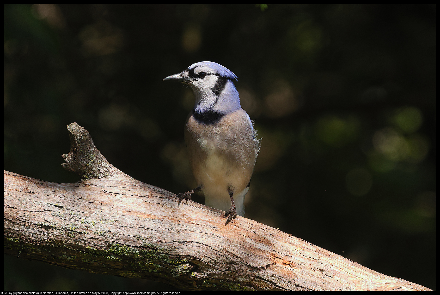 Blue Jay (Cyanocitta cristata) in Norman, Oklahoma, United States on May 5, 2023
