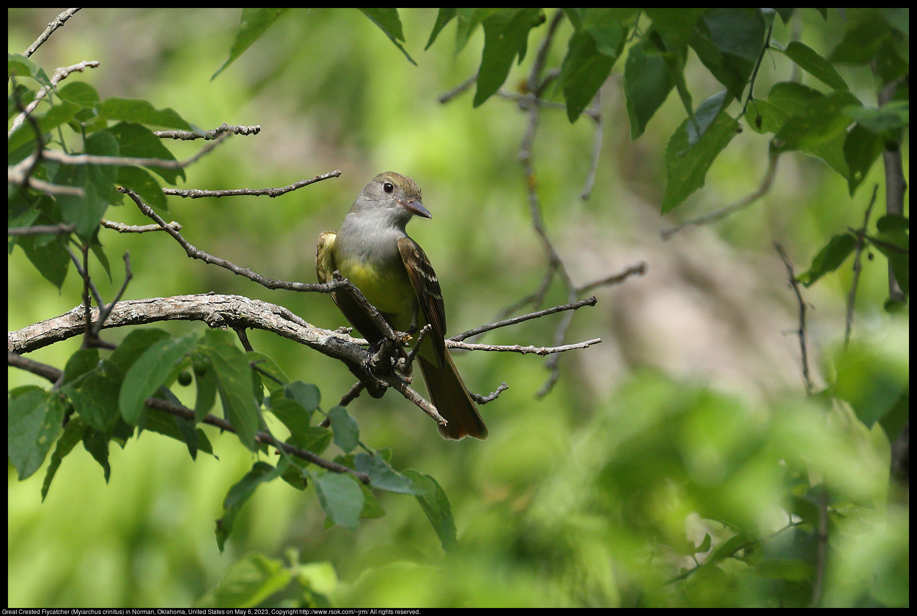 Great Crested Flycatcher (Myiarchus crinitus) in Norman, Oklahoma, United States on May 6, 2023