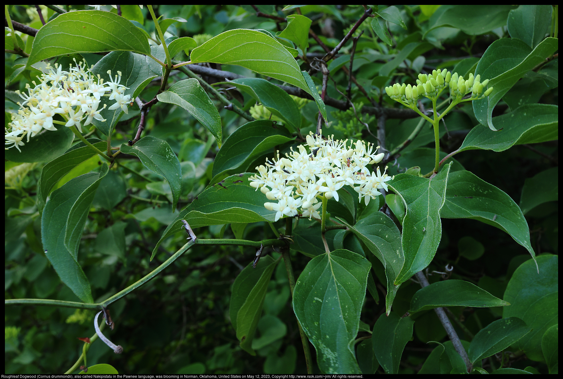Roughleaf Dogwood (Cornus drummondii), also called Nakipistatu in the Pawnee language, blooming in Norman, Oklahoma, United States on May 12, 2023