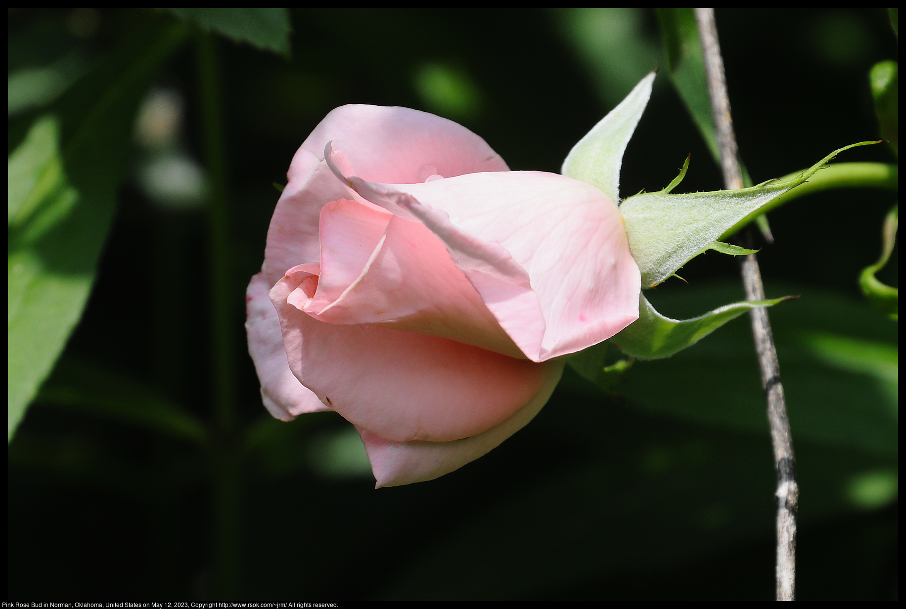 Pink Rose in Norman, Oklahoma, United States on May 12, 2023