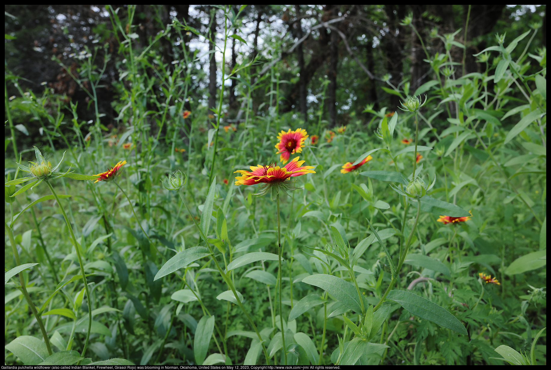 Gaillardia pulchella wildflower (also called Indian Blanket, Firewheel, Girasol Rojo) blooming in Norman, Oklahoma, United States on May 12, 2023