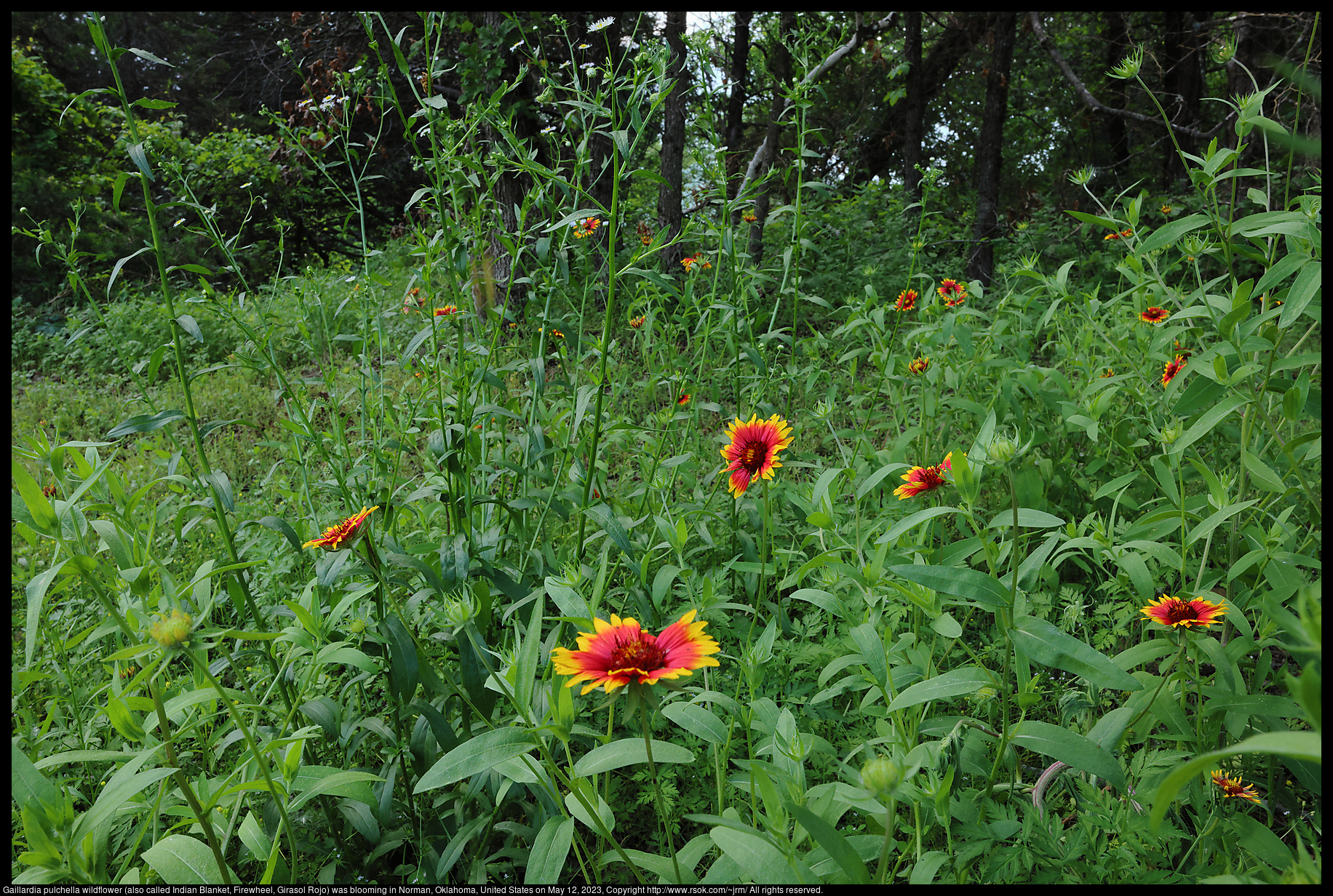 Gaillardia pulchella wildflower (also called Indian Blanket, Firewheel, Girasol Rojo) blooming in Norman, Oklahoma, United States on May 12, 2023