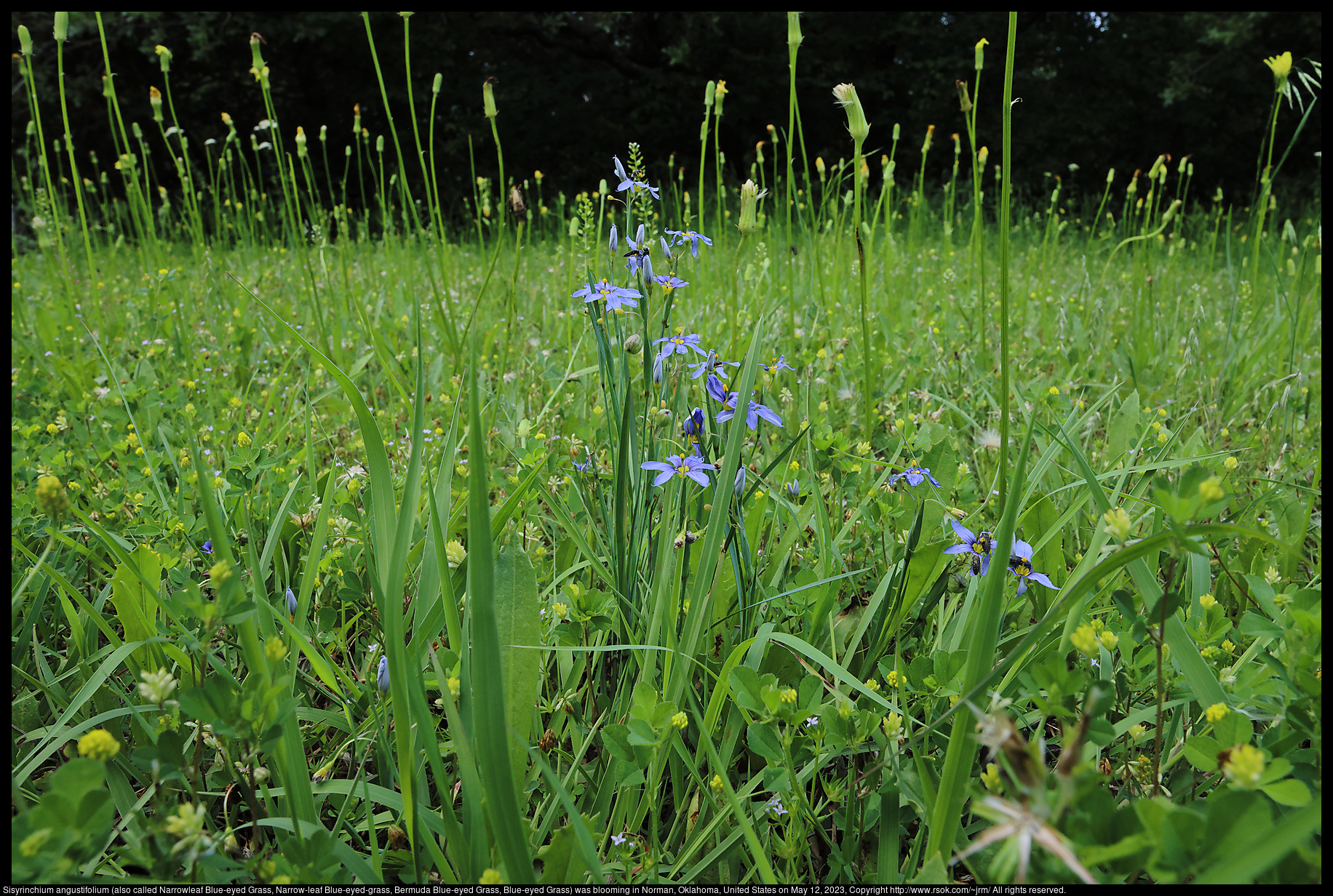 Sisyrinchium angustifolium (also called Narrowleaf Blue-eyed Grass, Narrow-leaf Blue-eyed-grass, Bermuda Blue-eyed Grass, Blue-eyed Grass) was blooming in Norman, Oklahoma, United States on May 12, 2023