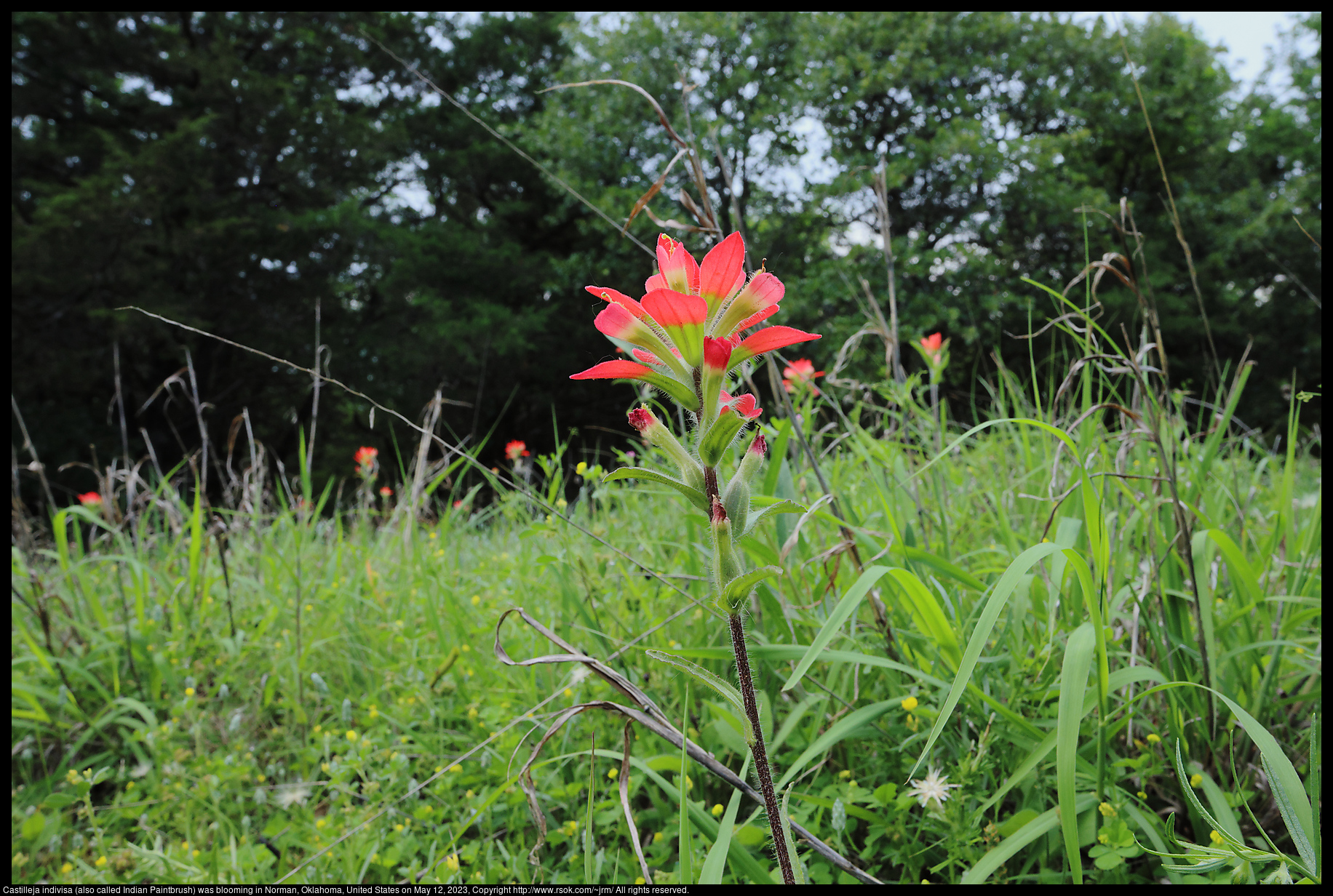 Castilleja indivisa (also called Indian Paintbrush) in Norman, Oklahoma, United States on May 12, 2023
