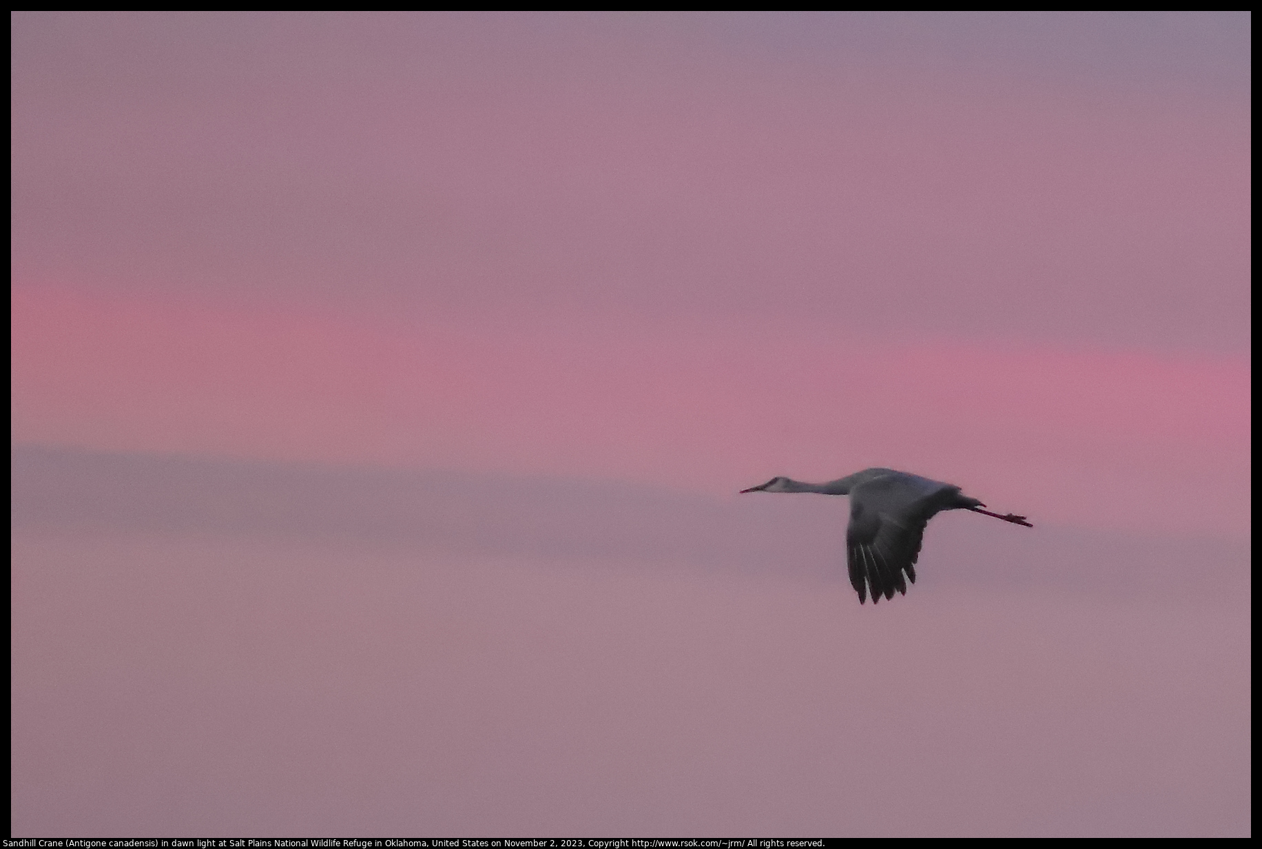 Sandhill Crane (Antigone canadensis) in dawn light at Salt Plains National Wildlife Refuge in Oklahoma, United States on November 2, 2023