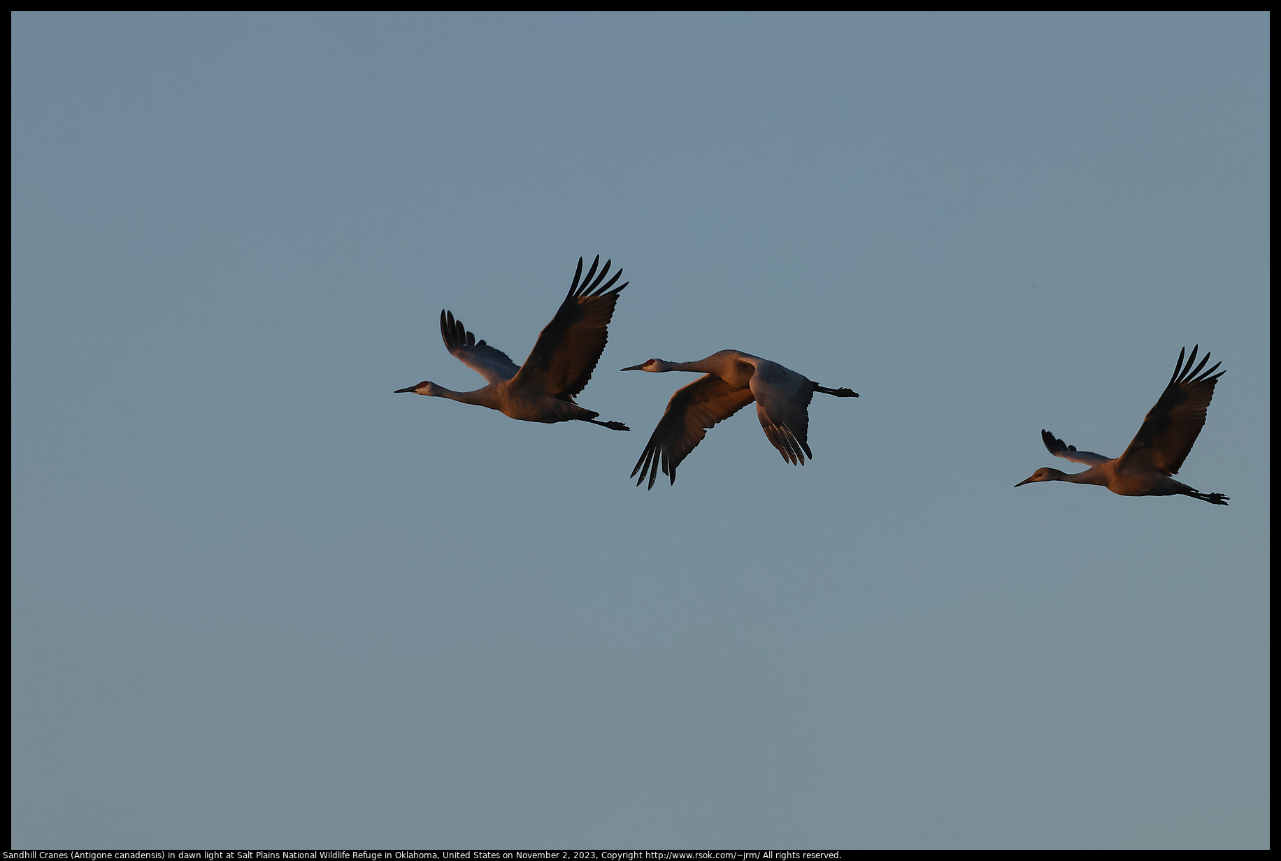 Sandhill Cranes (Antigone canadensis) at Salt Plains National Wildlife Refuge in Oklahoma, United States on November 2, 2023