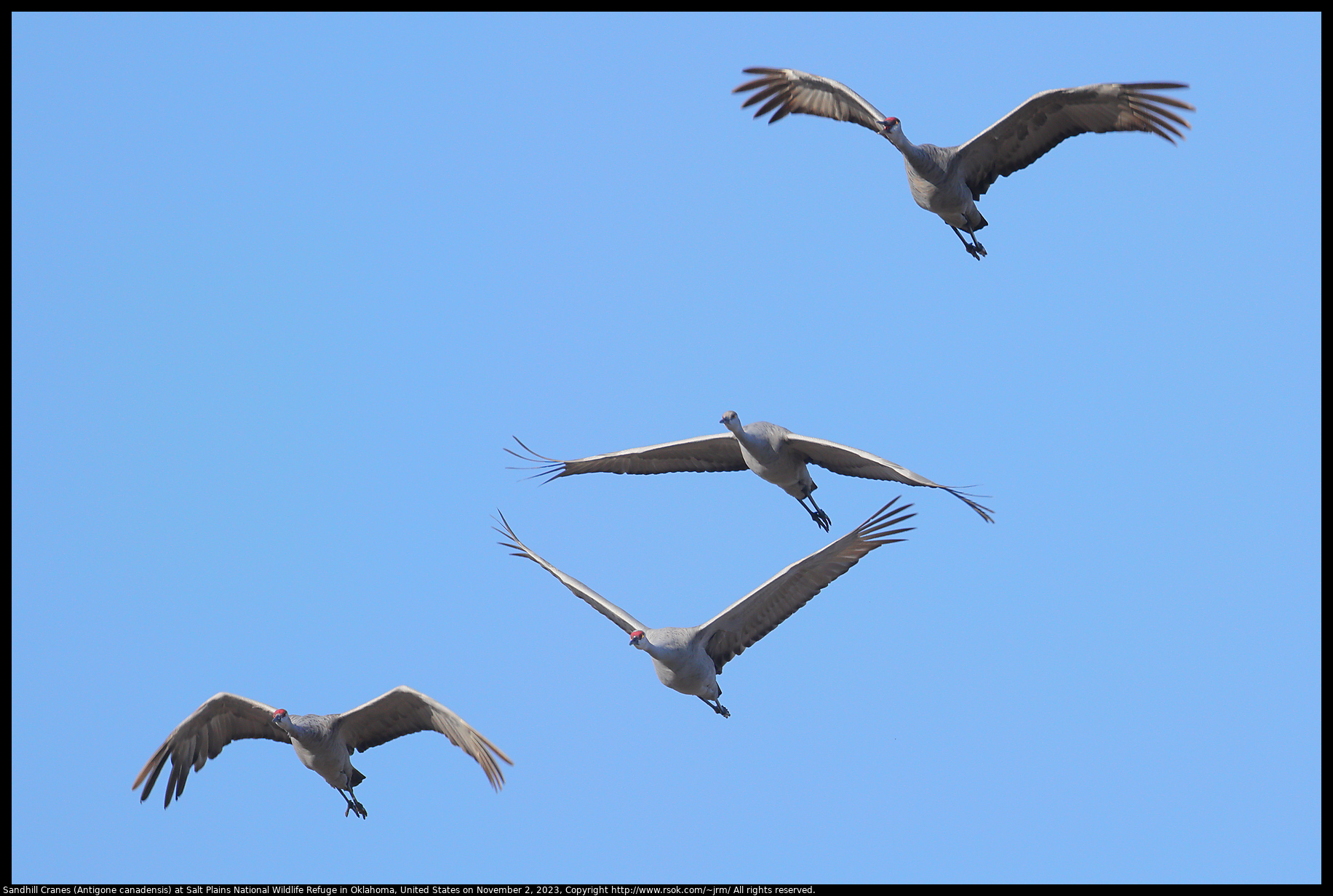 Sandhill Cranes (Antigone canadensis) at Salt Plains National Wildlife Refuge in Oklahoma, United States on November 2, 2023