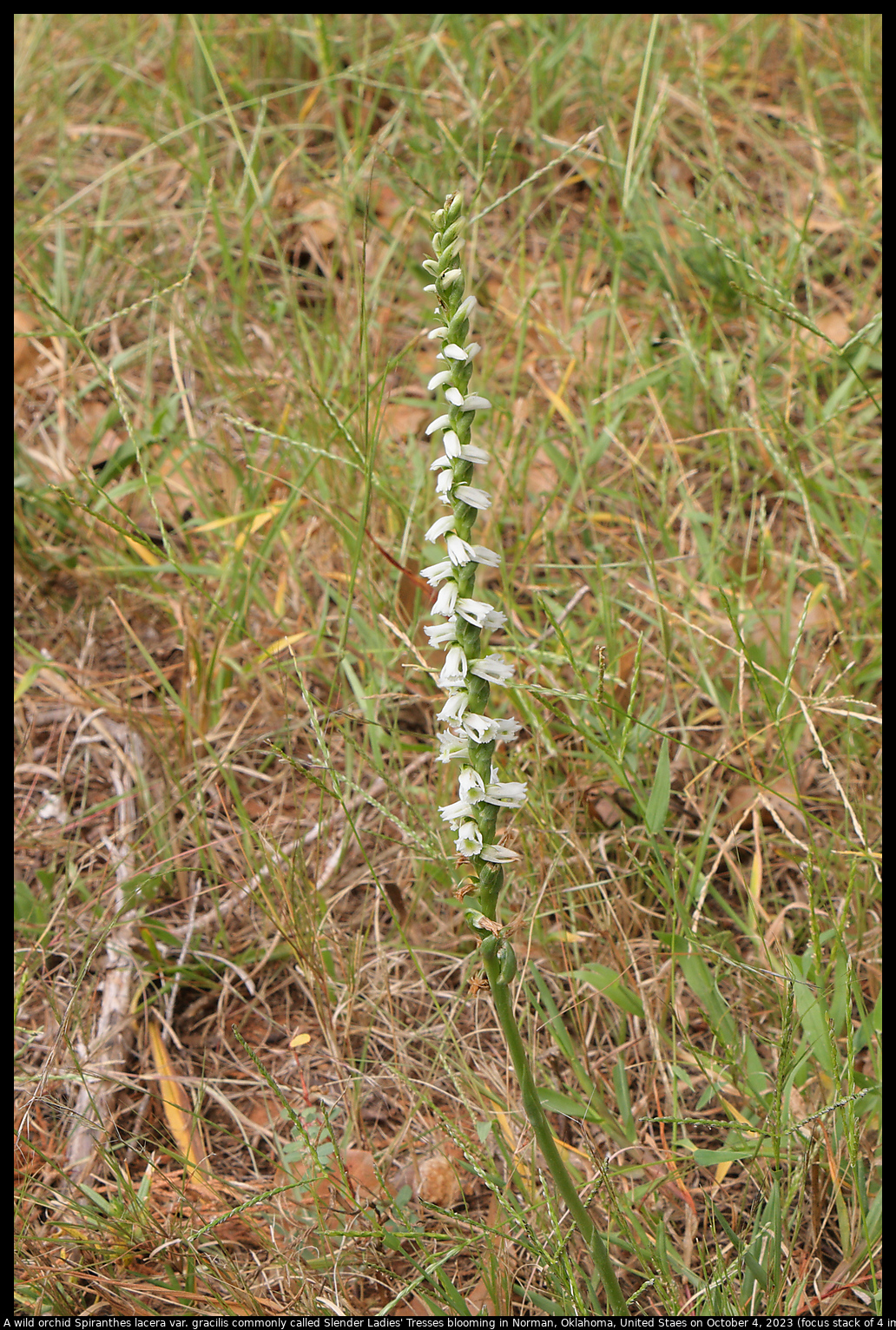 A wild orchid Spiranthes lacera var. gracilis commonly called Slender Ladies' Tresses blooming in Norman, Oklahoma, United States, on October 4, 2023 (focus stack of 4 images)