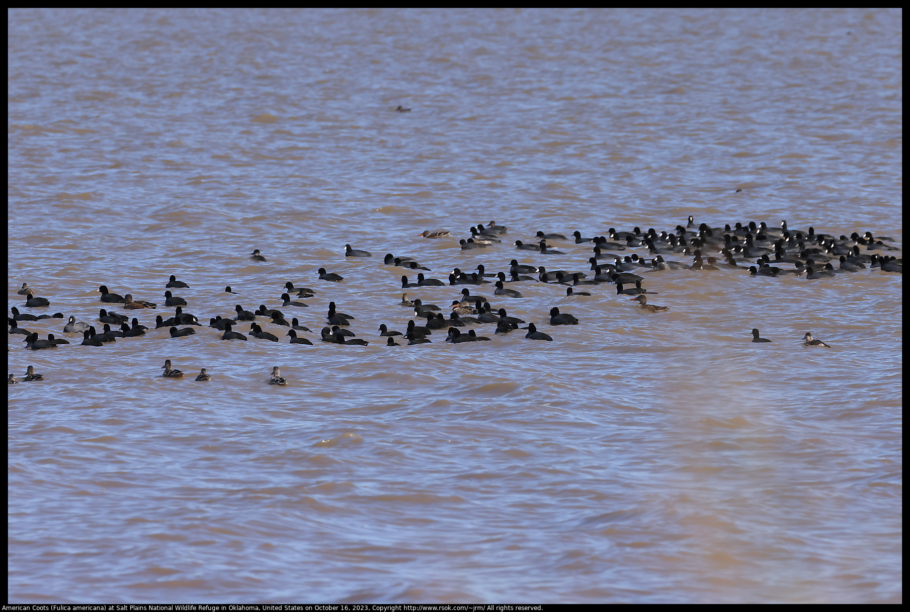 American Coots (Fulica americana) at Salt Plains National Wildlife Refuge in Oklahoma, United States on October 16, 2023