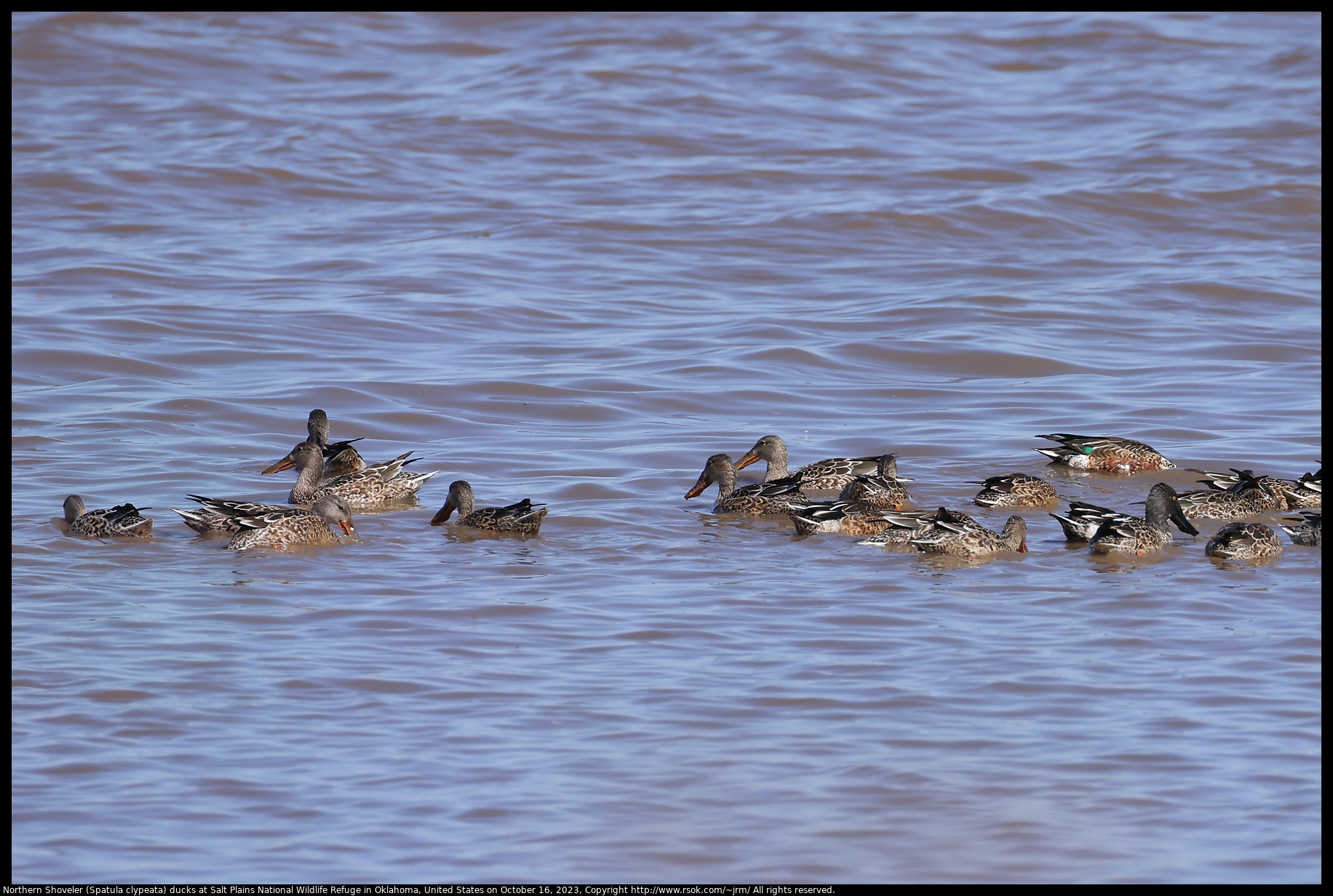 Northern Shoveler (Spatula clypeata) ducks at Salt Plains National Wildlife Refuge in Oklahoma, United States on October 16, 2023