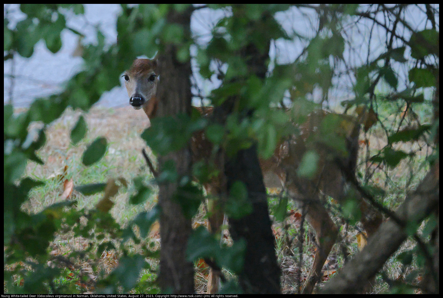 Young White-tailed Deer (Odocoileus virginianus) in Norman, Oklahoma, United States, August 27, 2023