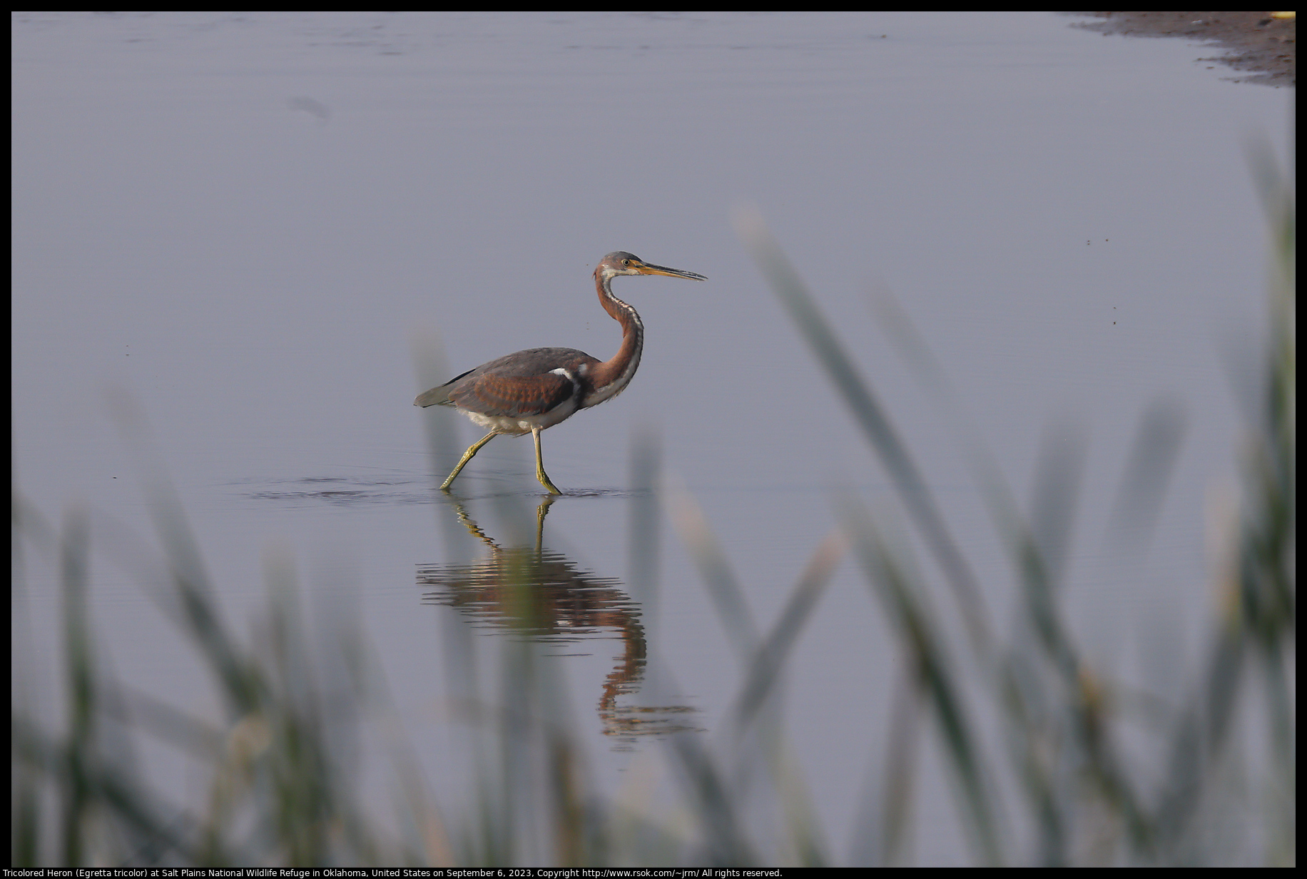 Tricolored Heron (Egretta tricolor) at Salt Plains National Wildlife Refuge in Oklahoma, United States on September 6, 2023