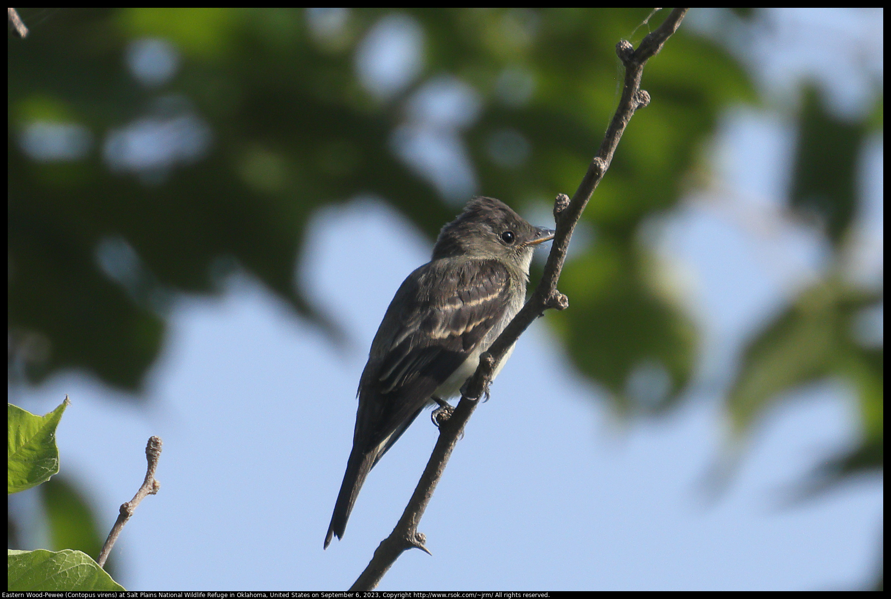 Eastern Wood-Pewee (Contopus virens) at Salt Plains National Wildlife Refuge in Oklahoma, United States on September 6, 2023