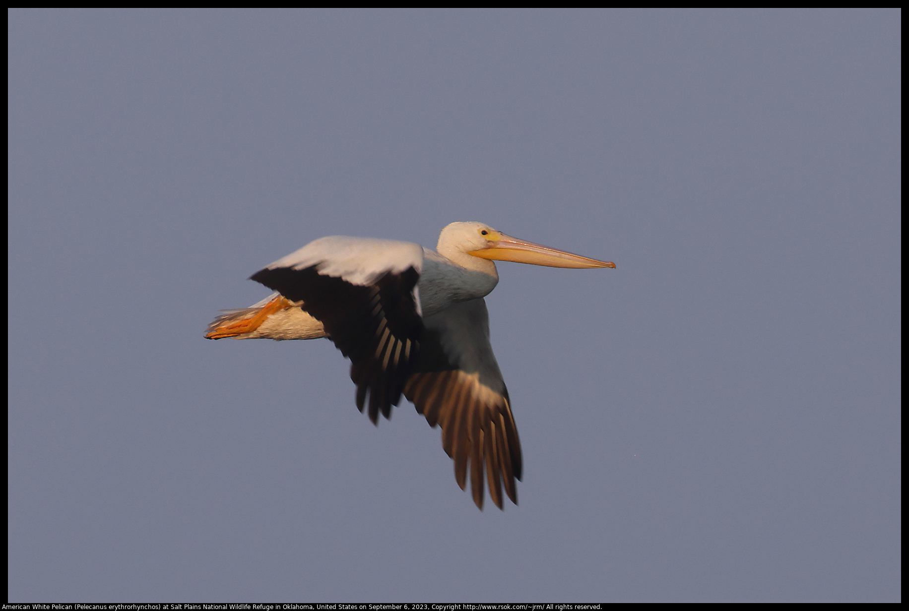 American White Pelican (Pelecanus erythrorhynchos) at Salt Plains National Wildlife Refuge in Oklahoma, United States on September 6, 2023