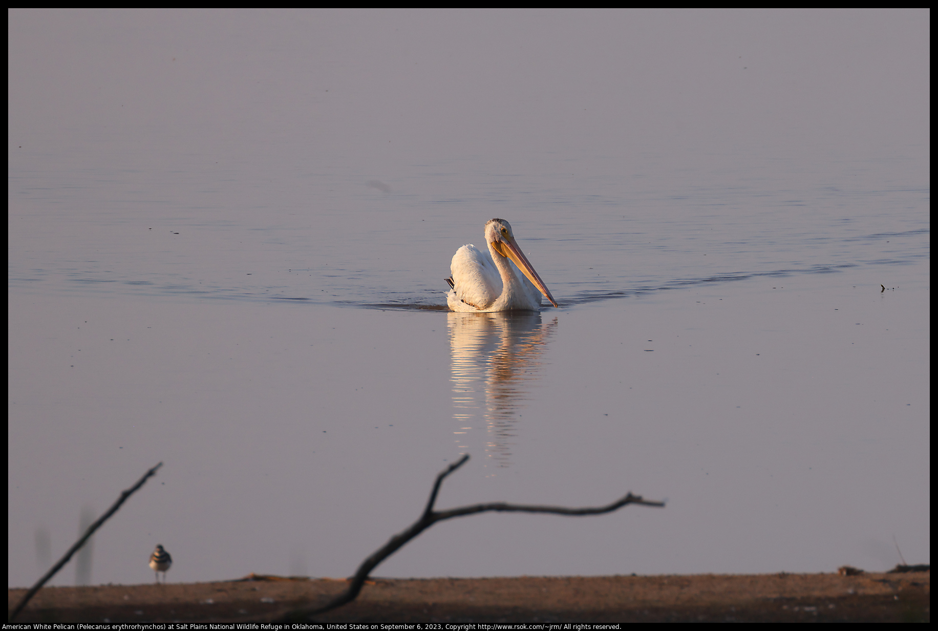 American White Pelican (Pelecanus erythrorhynchos) at Salt Plains National Wildlife Refuge in Oklahoma, United States on September 6, 2023