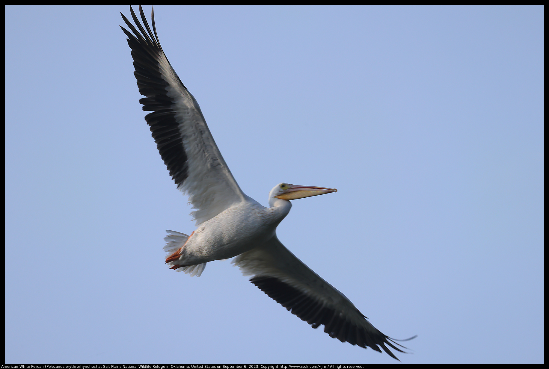 American White Pelican (Pelecanus erythrorhynchos) at Salt Plains National Wildlife Refuge in Oklahoma, United States on September 6, 2023