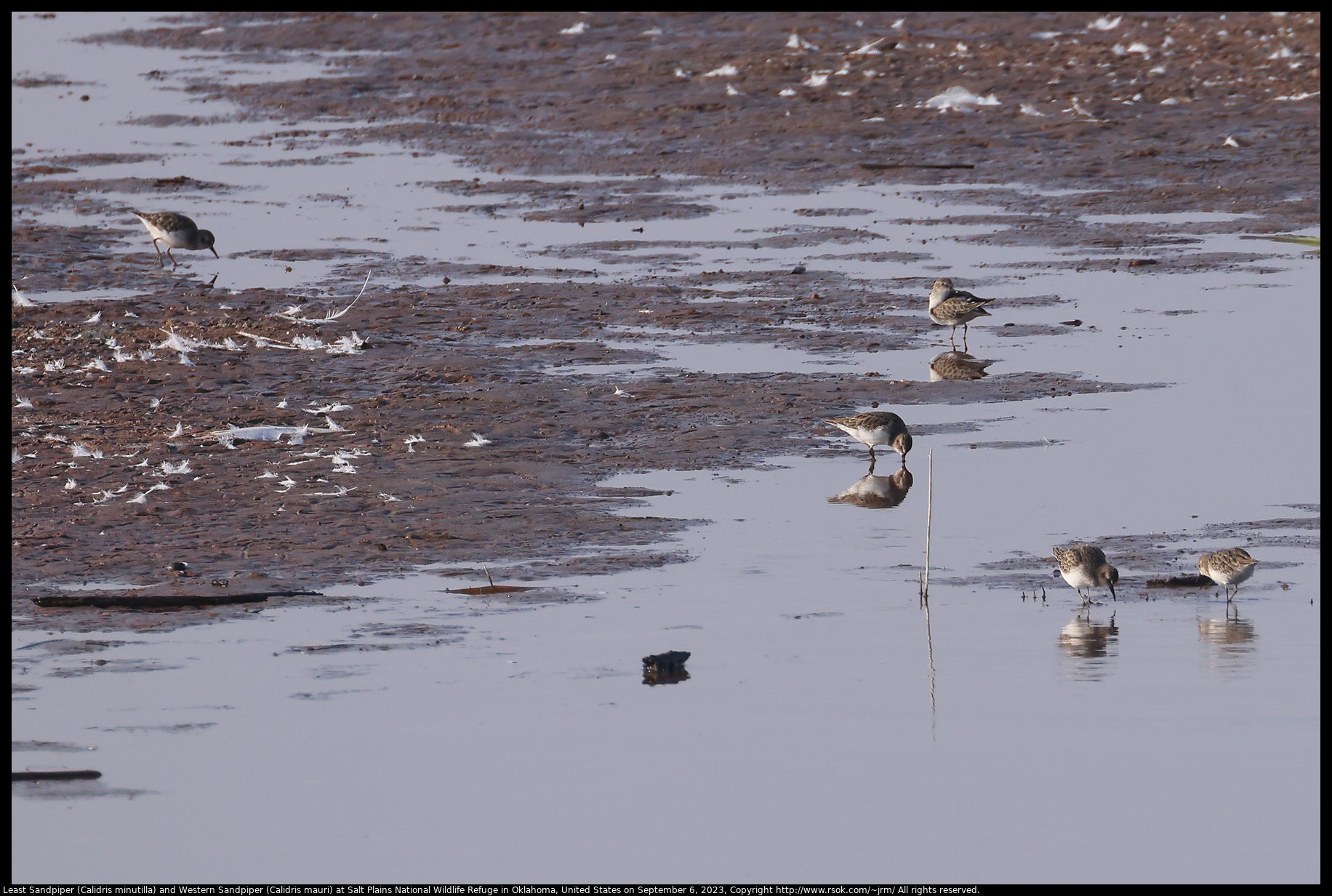 Least Sandpiper (Calidris minutilla) and Western Sandpiper (Calidris mauri) at Salt Plains National Wildlife Refuge in Oklahoma, United States on September 6, 2023