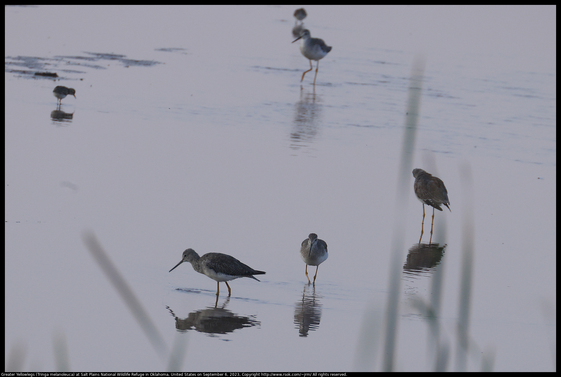 Greater Yellowlegs (Tringa melanoleuca) at Salt Plains National Wildlife Refuge in Oklahoma, United States on September 6, 2023