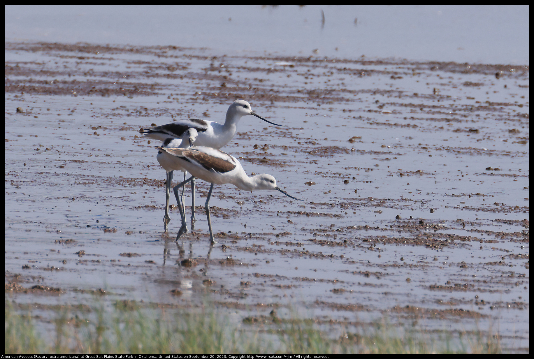 American Avocets (Recurvirostra americana) at Great Salt Plains State Park in Oklahoma, United States on September 20, 2023