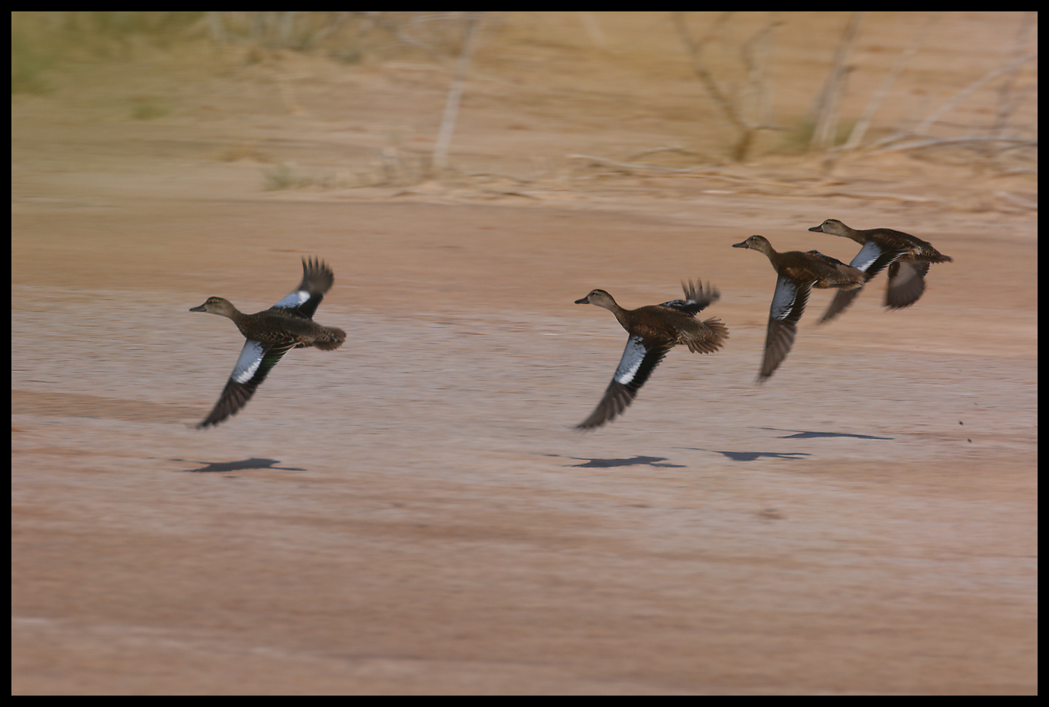 Blue-winged Teal (Spatula discors) at Salt Plains National Wildlife Refuge in Oklahoma, United States on September 20, 2023