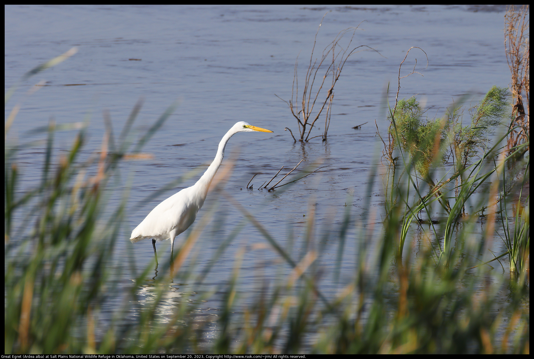 Great Egret (Ardea alba) at Salt Plains National Wildlife Refuge in Oklahoma, United States on September 20, 2023