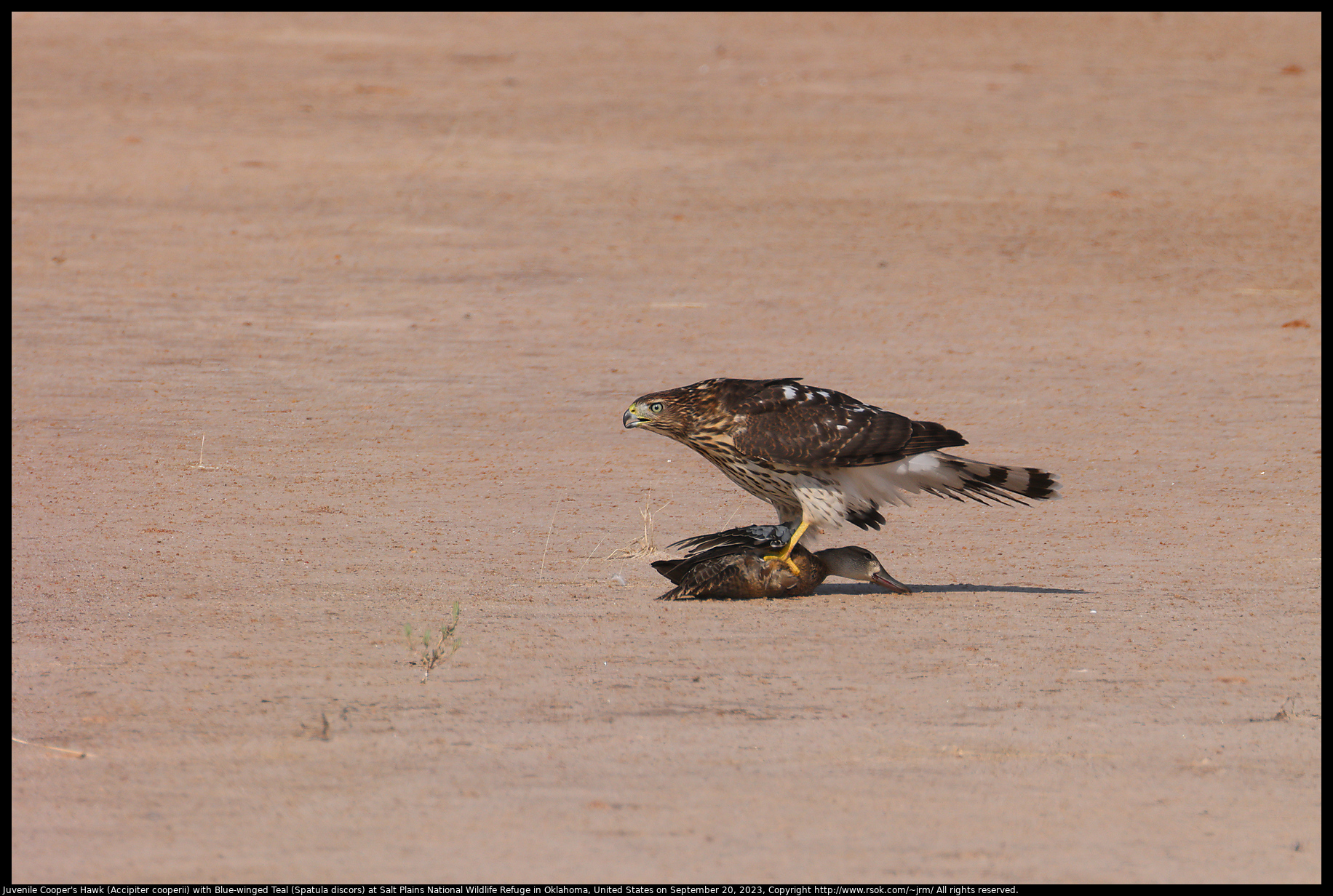 Juvenile Cooper's Hawk (Accipiter cooperii) with Blue-winged Teal (Spatula discors) at Salt Plains National Wildlife Refuge in Oklahoma, United States on September 20, 2023