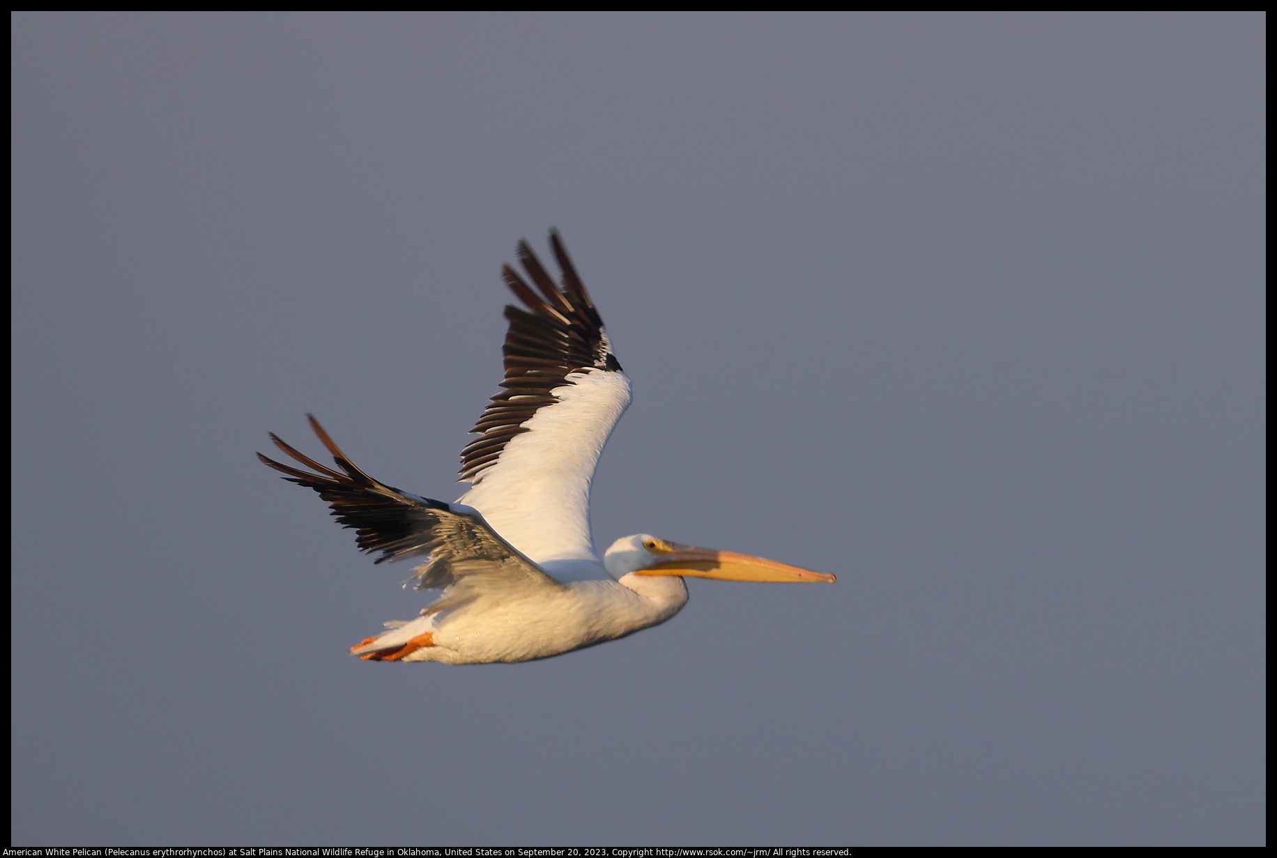 American White Pelican (Pelecanus erythrorhynchos) at Salt Plains National Wildlife Refuge in Oklahoma, United States on September 20, 2023