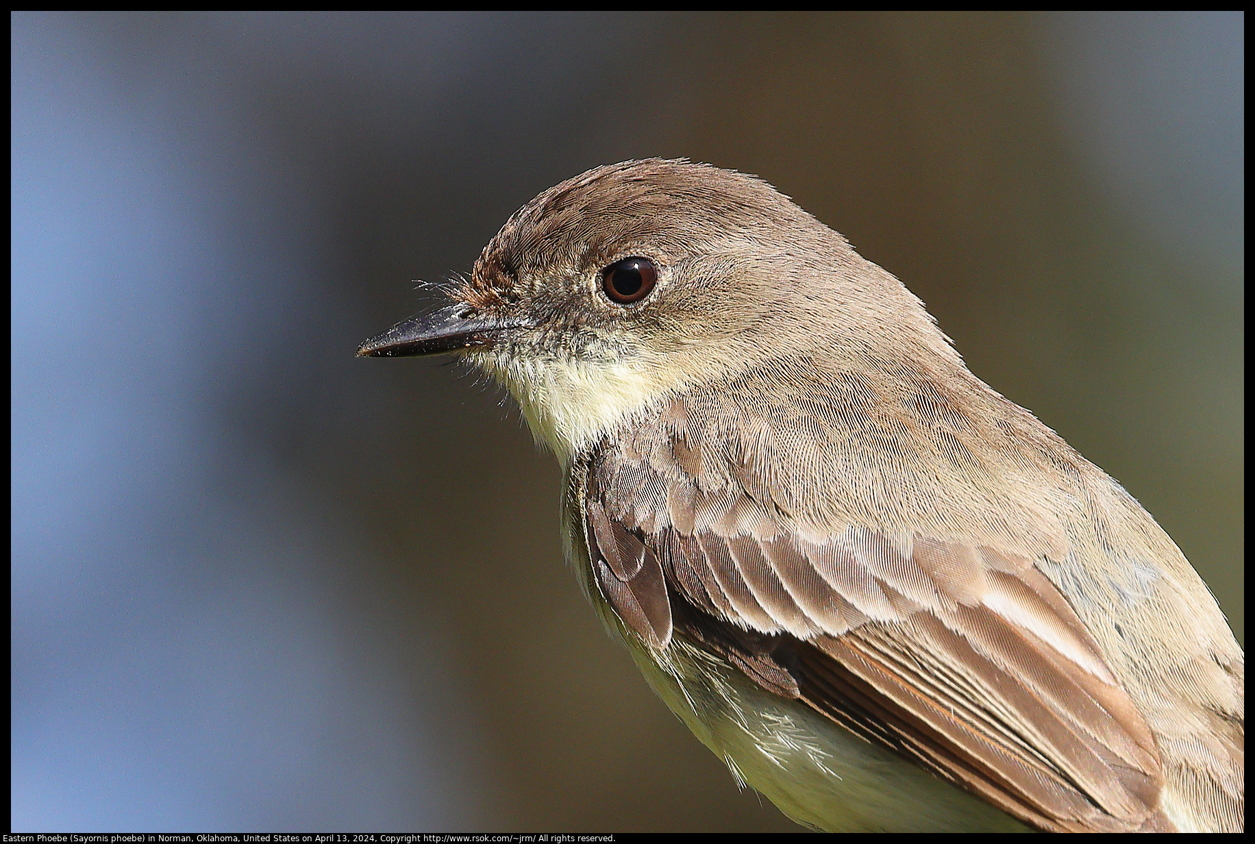 Eastern Phoebe (Sayornis phoebe) in Norman, Oklahoma, United States on April 13, 2024