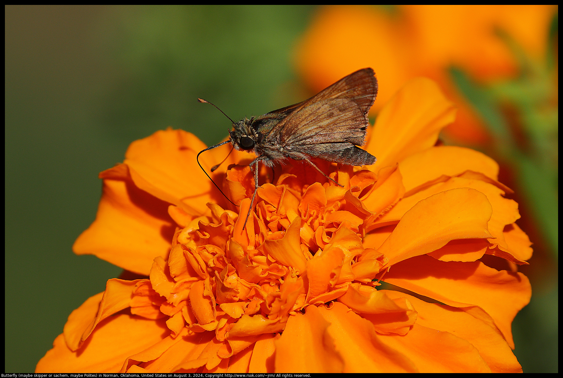 Butterfly (maybe skipper or sachem, maybe Polites) in Norman, Oklahoma, United States on August 3, 2024