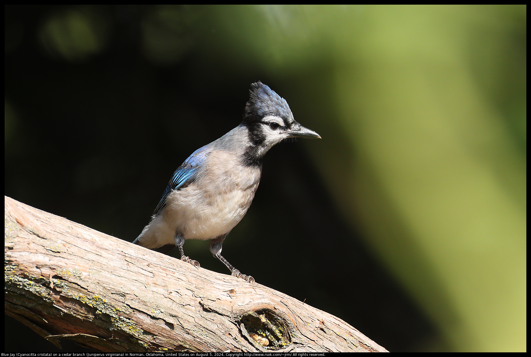 Blue Jay (Cyanocitta cristata) on a cedar branch (Juniperus virginiana) in Norman, Oklahoma, United States on August 5, 2024