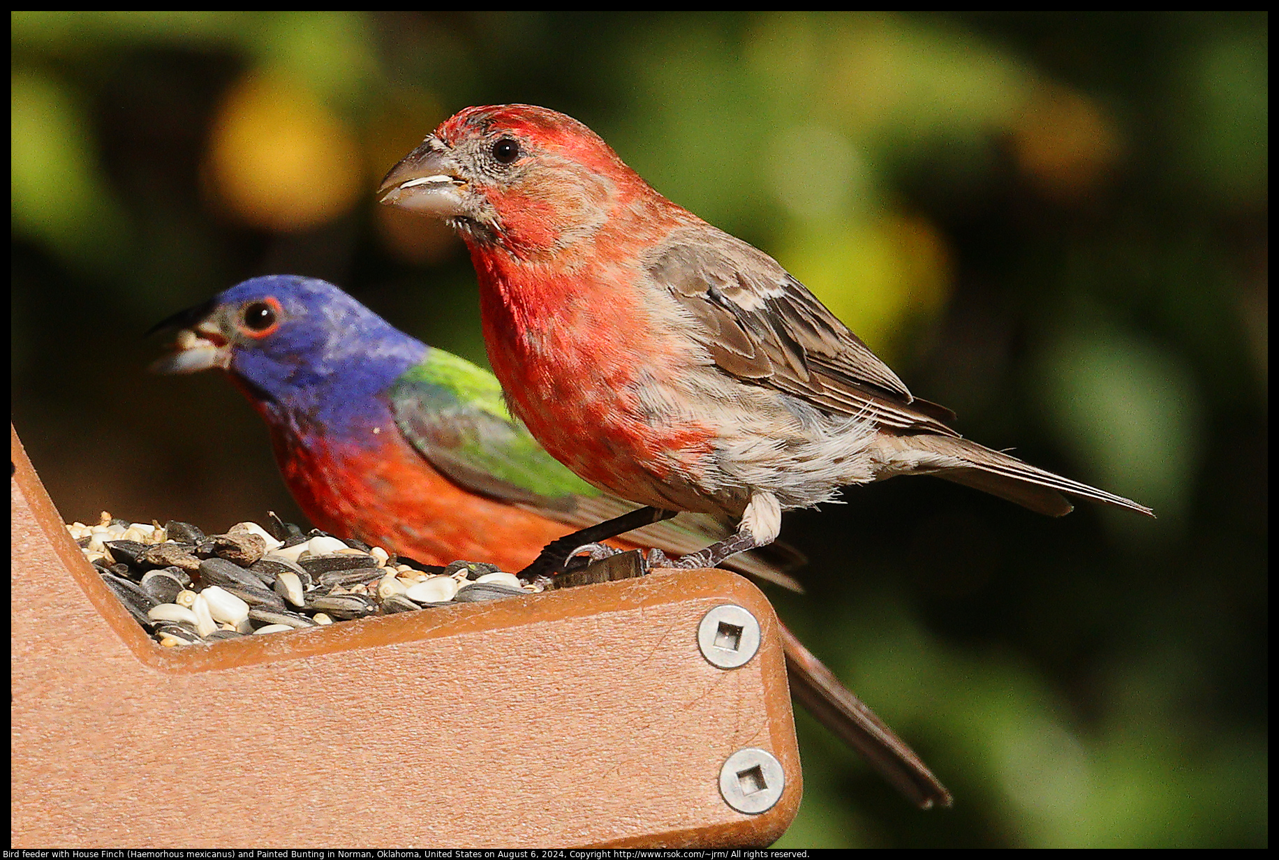 Bird feeder with House Finch (Haemorhous mexicanus) and Painted Bunting in Norman, Oklahoma, United States on August 6, 2024