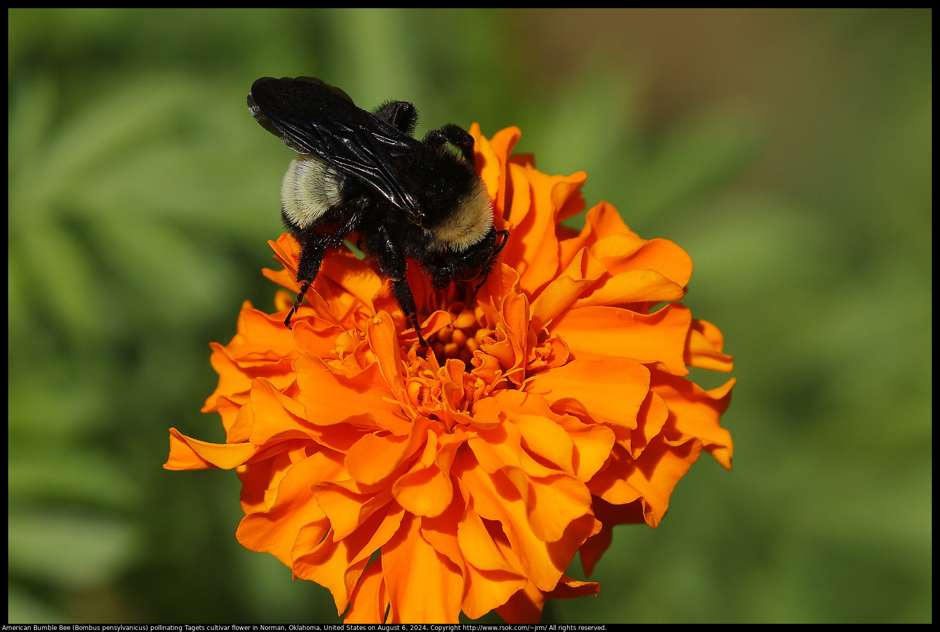 American Bumble Bee (Bombus pensylvanicus) pollinating Tagets cultivar flower in Norman, Oklahoma, United States on August 6, 2024