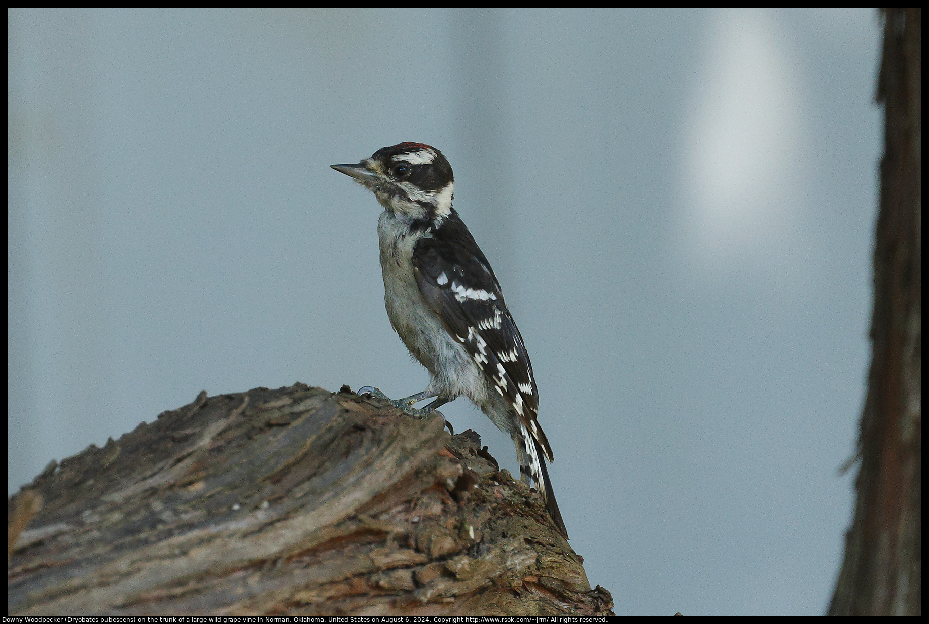 Downy Woodpecker (Dryobates pubescens) on the trunk of a large wild grape vine in Norman, Oklahoma, United States on August 6, 2024