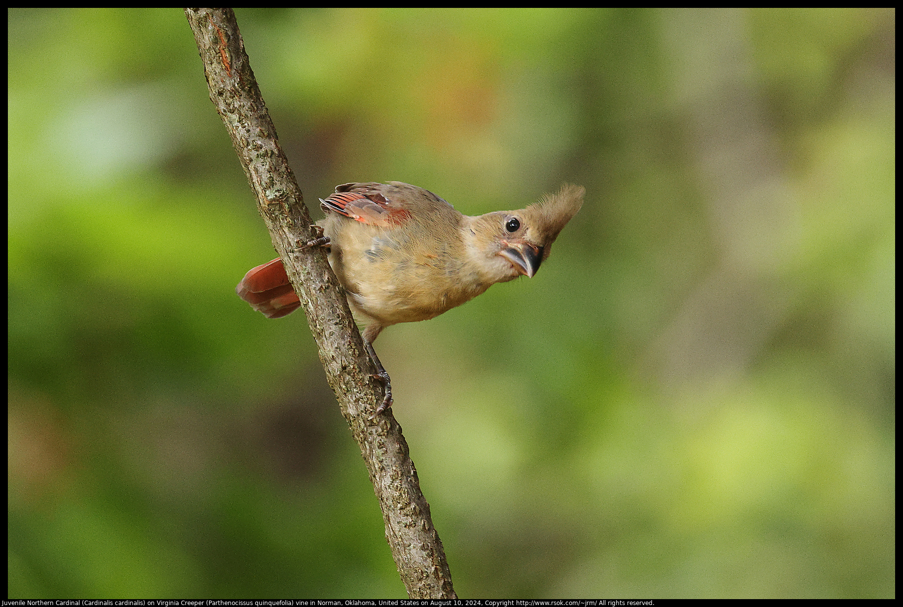 Juvenile Northern Cardinal (Cardinalis cardinalis) on Virginia Creeper (Parthenocissus quinquefolia) vine in Norman, Oklahoma, United States on August 10, 2024