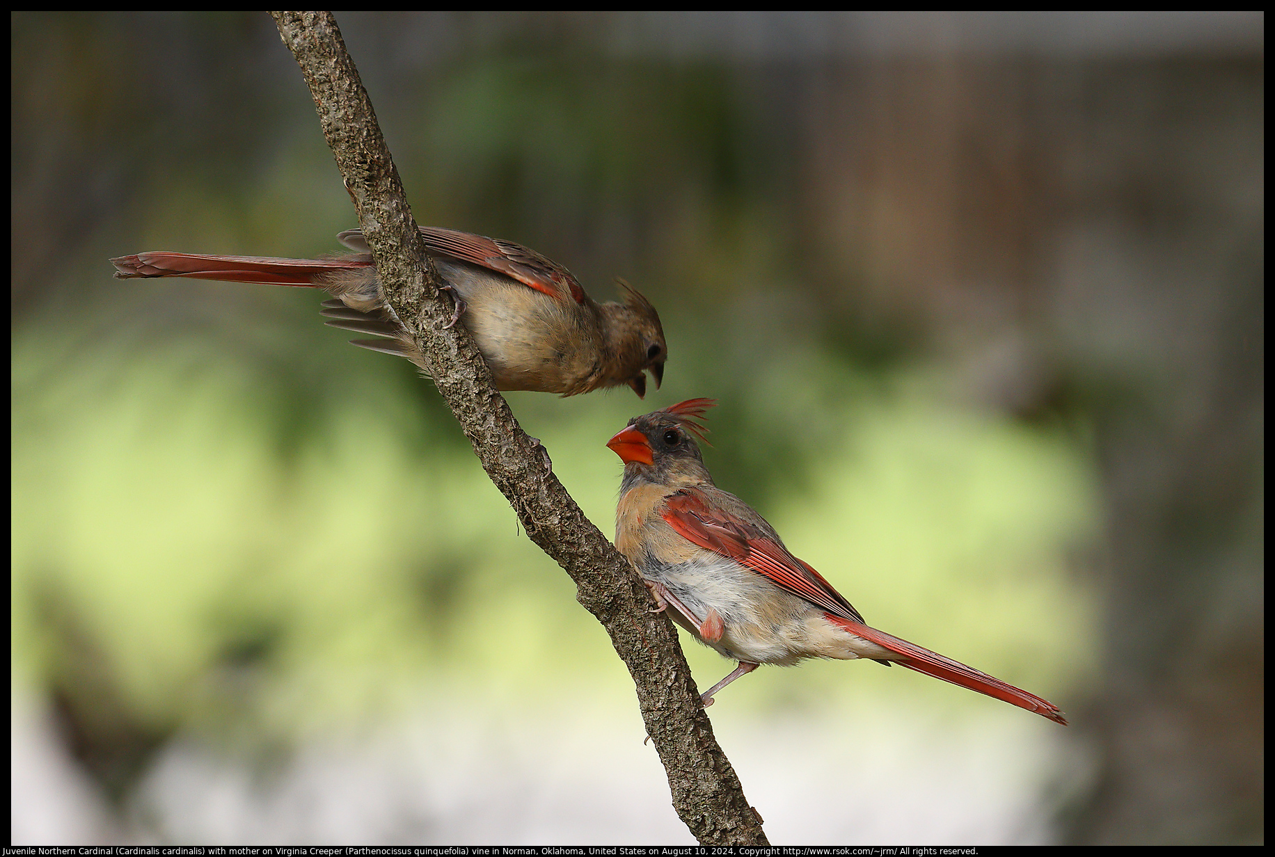 Juvenile Northern Cardinal (Cardinalis cardinalis) with mother on Virginia Creeper (Parthenocissus quinquefolia) vine in Norman, Oklahoma, United States on August 10, 2024