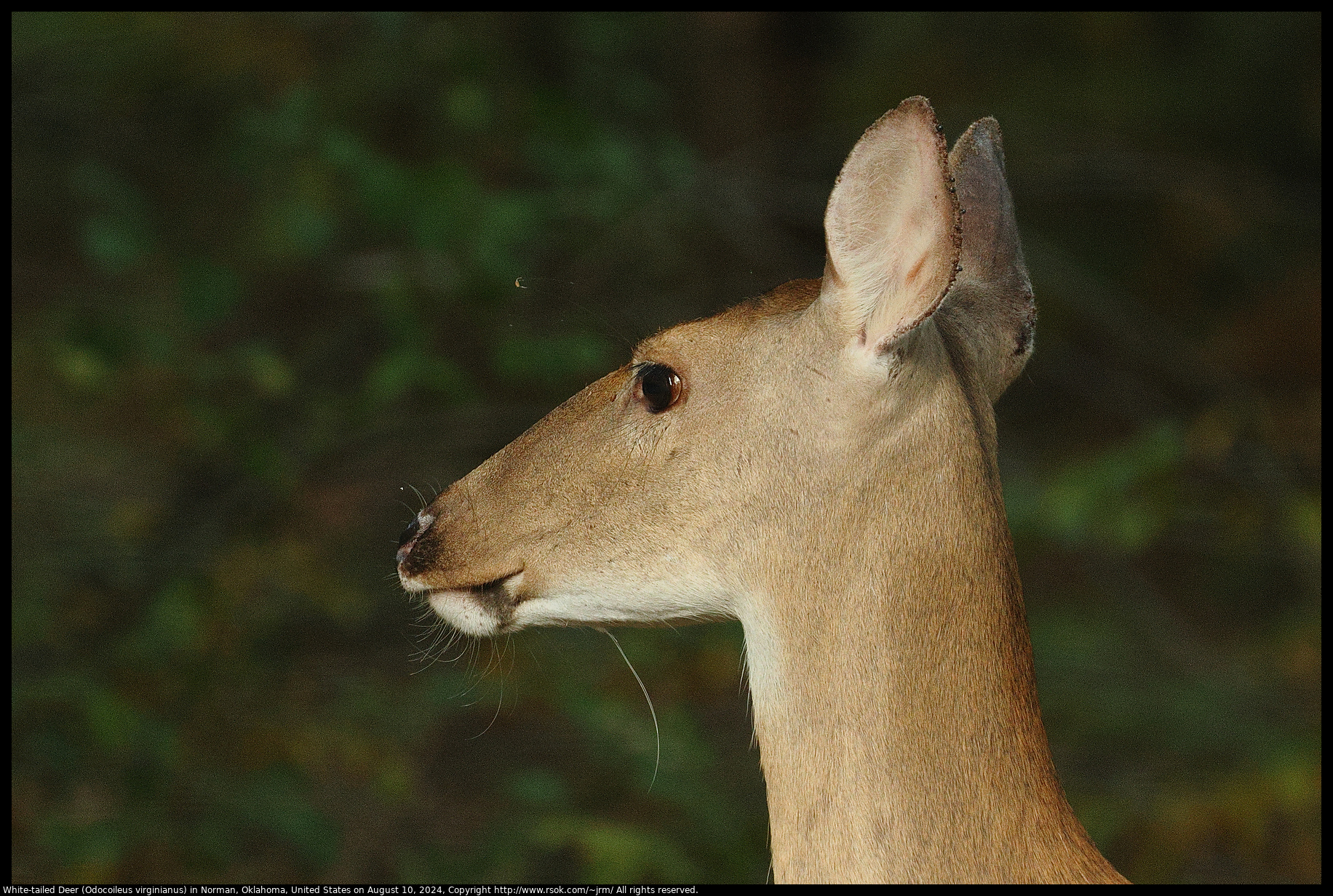 White-tailed Deer (Odocoileus virginianus) in Norman, Oklahoma, United States on August 10, 2024