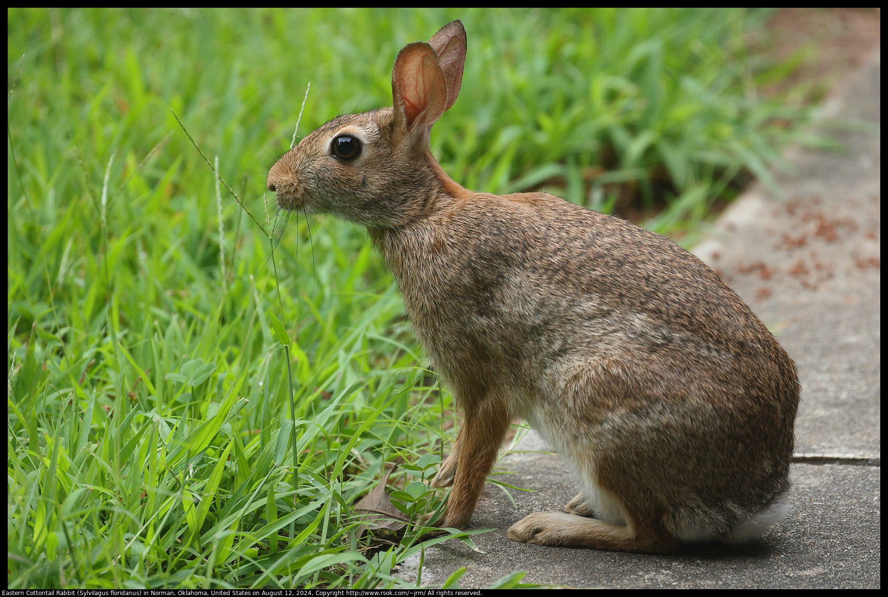 Eastern Cottontail Rabbit (Sylvilagus floridanus) in Norman, Oklahoma, United States on August 12, 2024