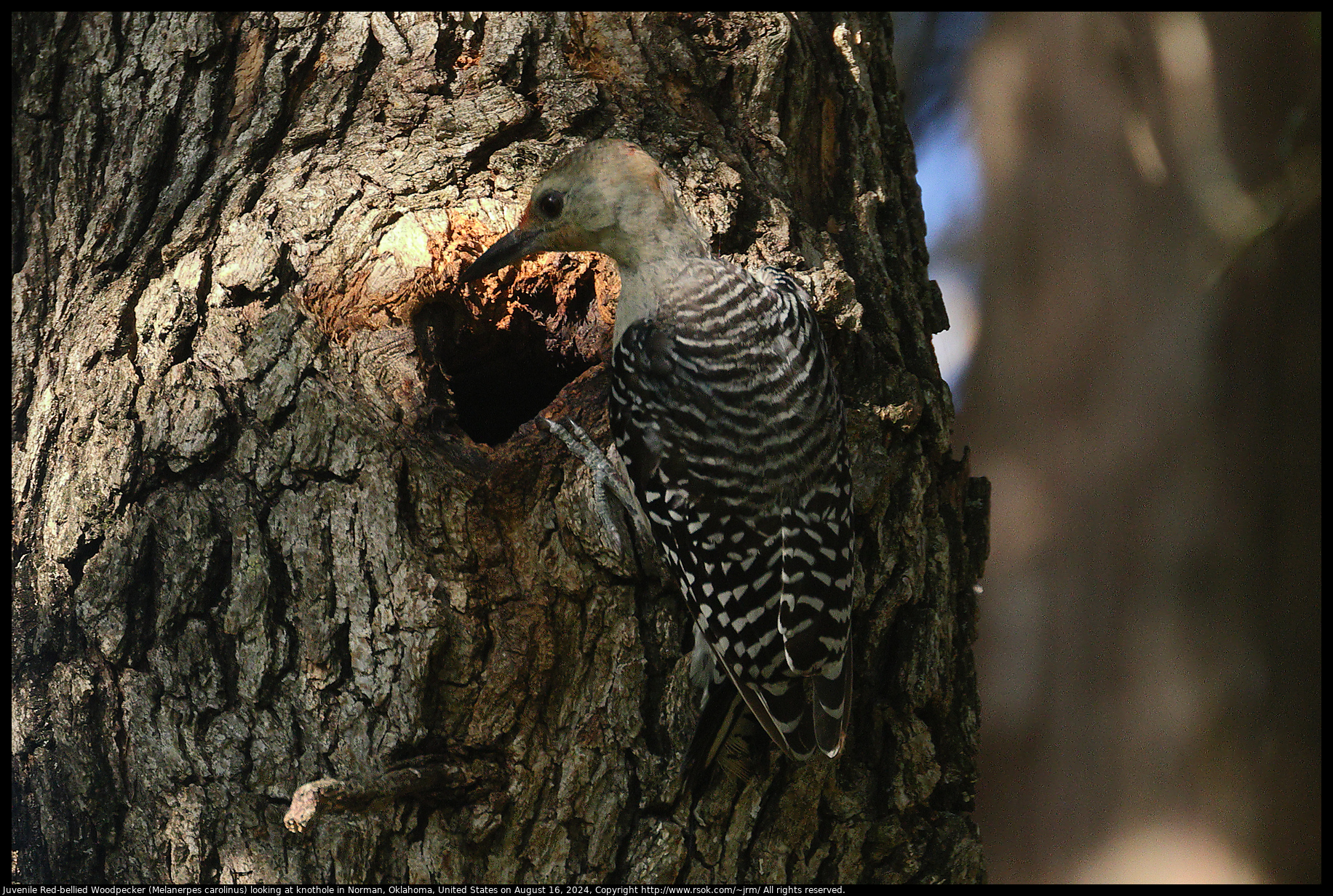 Juvenile Red-bellied Woodpecker (Melanerpes carolinus) looking at knothole in Norman, Oklahoma, United States on August 16, 2024