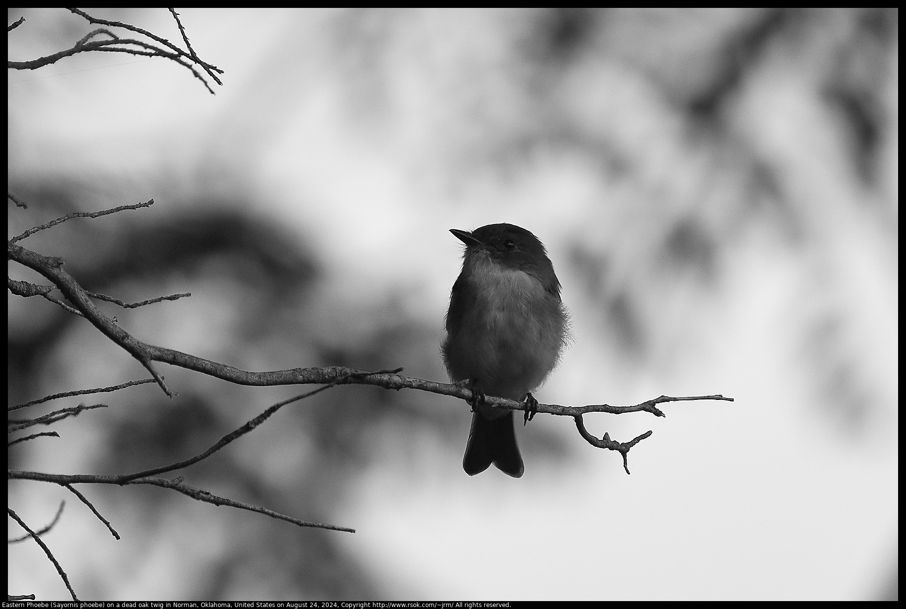 Eastern Phoebe (Sayornis phoebe) on a dead oak twig in Norman, Oklahoma, United States on August 24, 2024