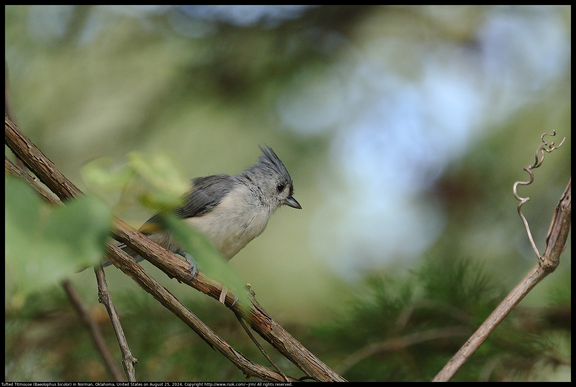 Tufted Titmouse (Baeolophus bicolor) in Norman, Oklahoma, United States on August 25, 2024