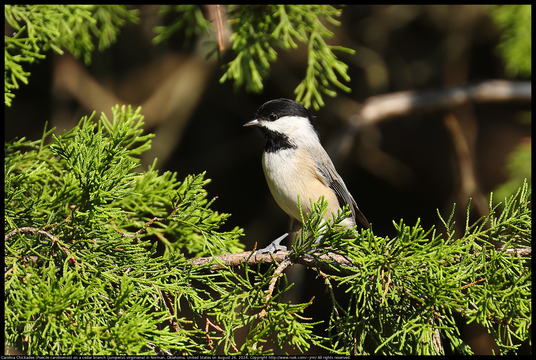 Carolina Chickadee (Poecile carolinensis) on a cedar branch (Juniperus virginiana) in Norman, Oklahoma, United States on August 26, 2024