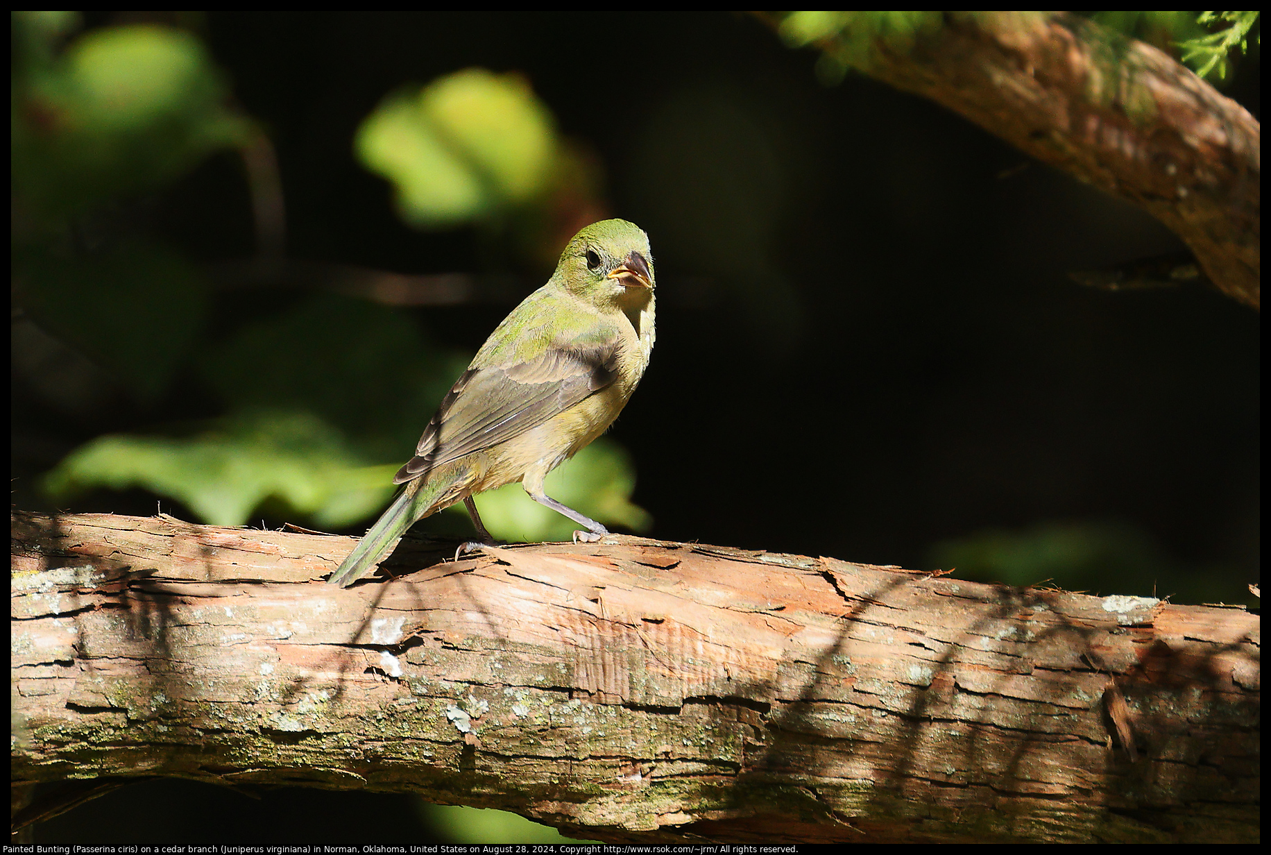 Painted Bunting (Passerina ciris) on a cedar branch (Juniperus virginiana) in Norman, Oklahoma, United States on August 28, 2024