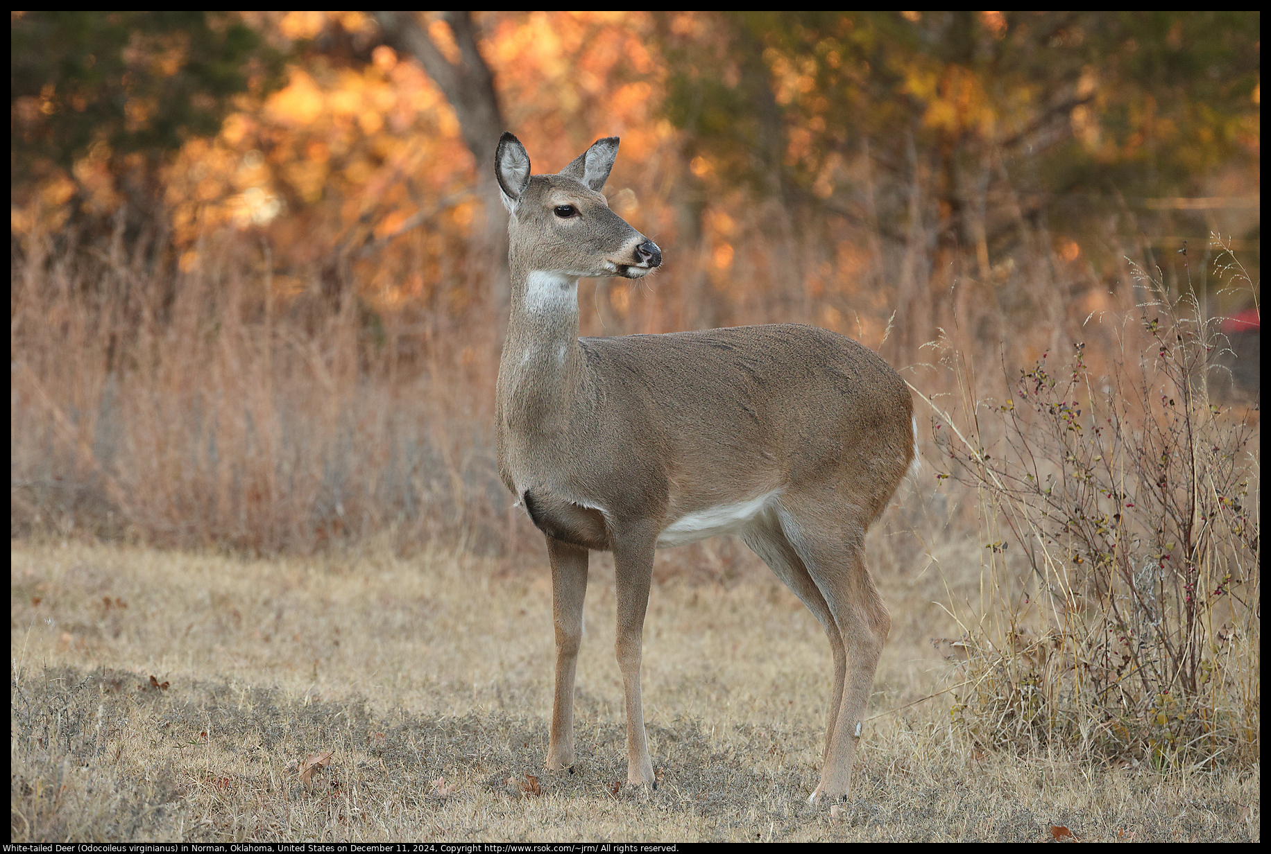 White-tailed Deer (Odocoileus virginianus) in Norman, Oklahoma, United States on December 11, 2024