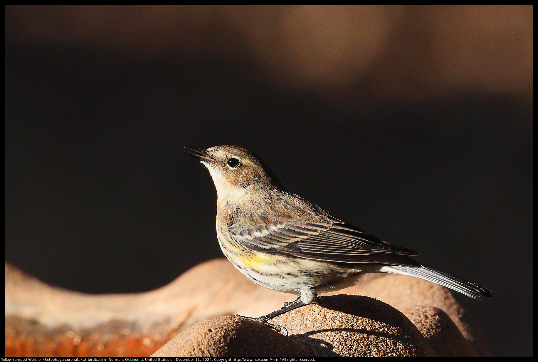 Yellow-rumped Warbler (Setophaga coronata) at birdbath in Norman, Oklahoma, United States on December 11, 2024