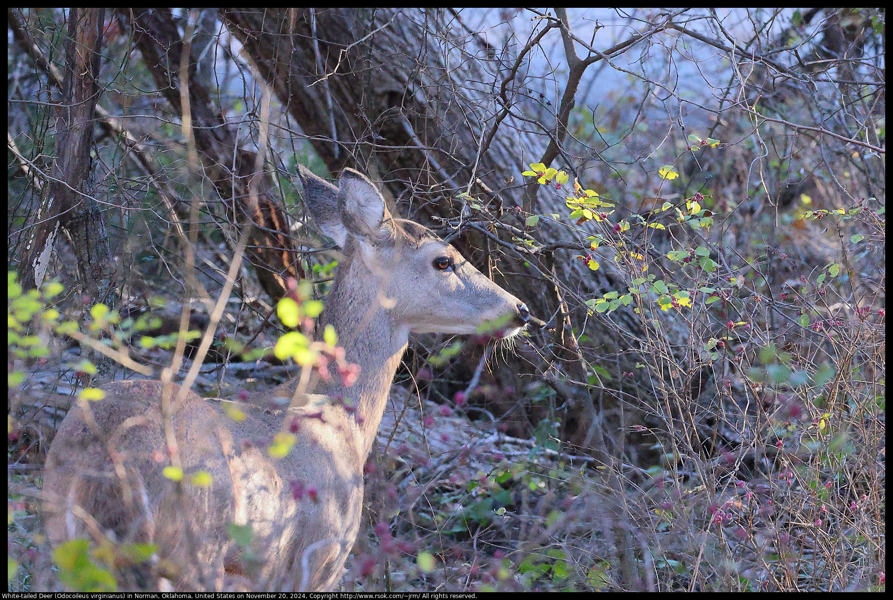 White-tailed Deer (Odocoileus virginianus) in Norman, Oklahoma, United States on November 20, 2024