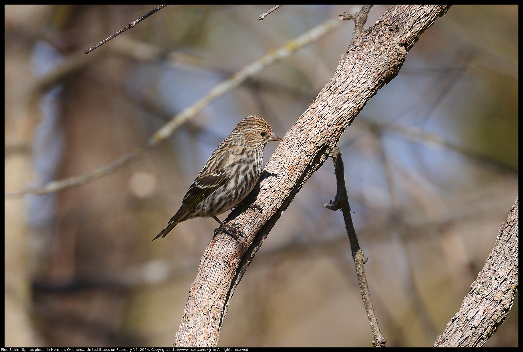 Pine Siskin (Spinus pinus) in Norman, Oklahoma, United States on February 14, 2024