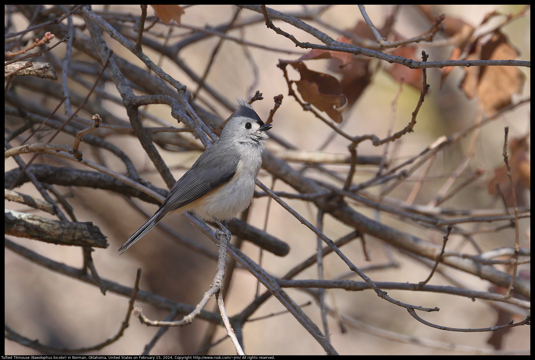 Tufted Titmouse (Baeolophus bicolor) in Norman, Oklahoma, United States on February 15, 2024