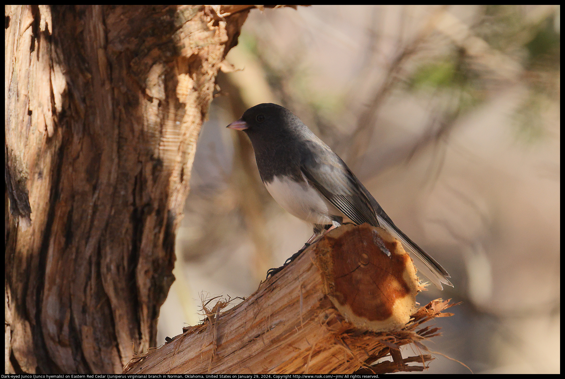 Dark-eyed Junco (Junco hyemalis) on Eastern Red Cedar (Juniperus virginiana) branch in Norman, Oklahoma, United States on January 29, 2024