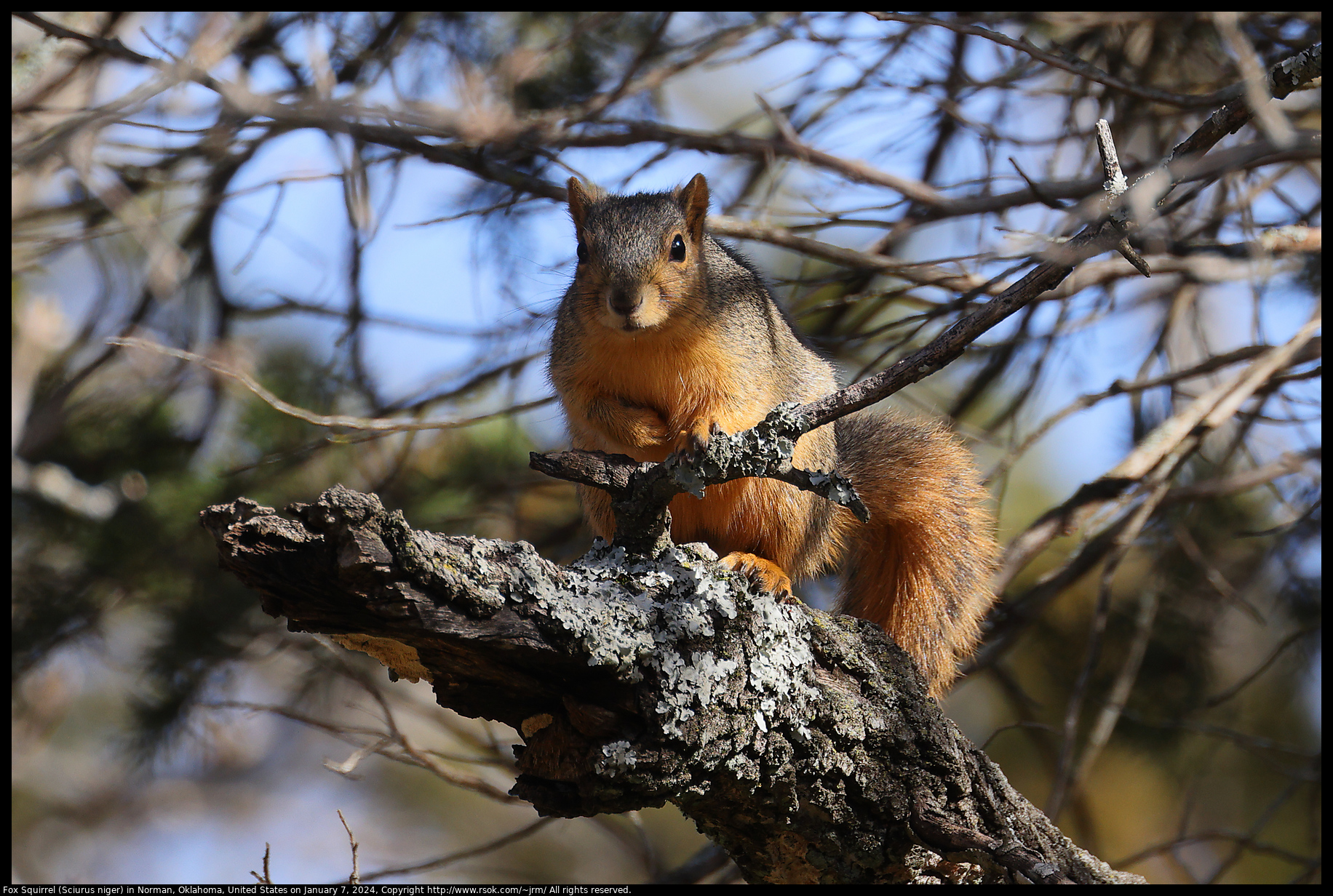 Fox Squirrel (Sciurus niger) in Norman, Oklahoma, United States on January 7, 2024