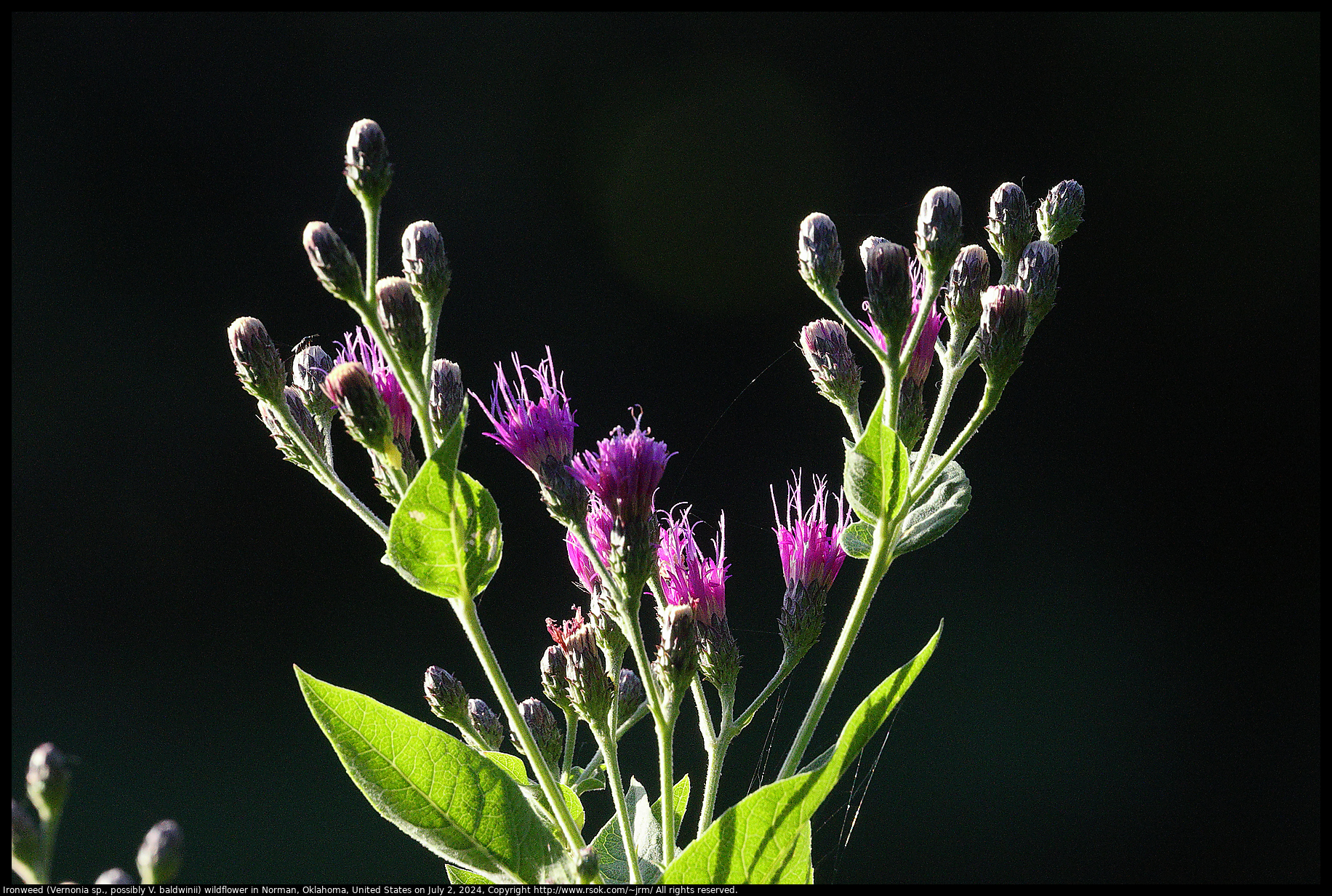 Ironweed (Vernonia sp., possibly V. baldwinii) wildflower in Norman, Oklahoma, United States on July 2, 2024